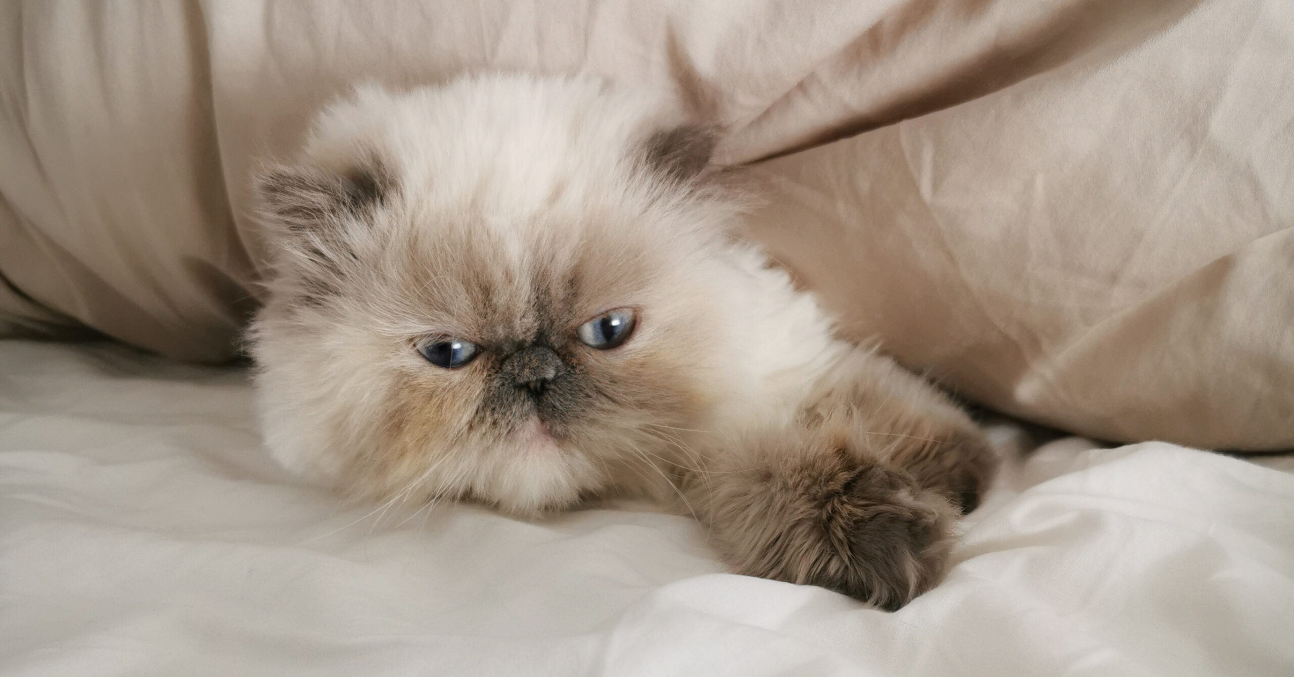 Wat is de prijs van een Perzische kat?