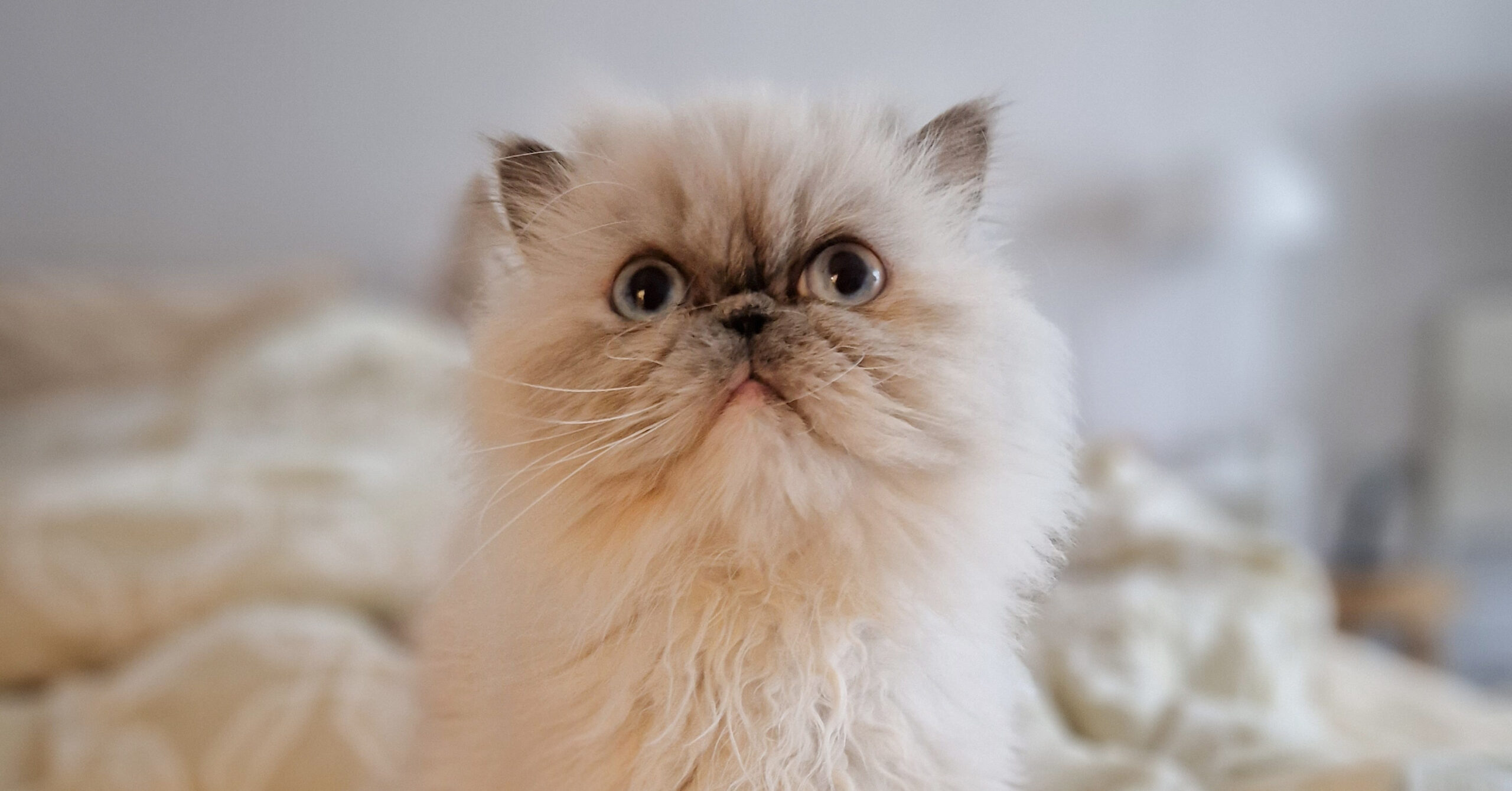 Verzorging van een Perzische kat, waar moet je opletten?