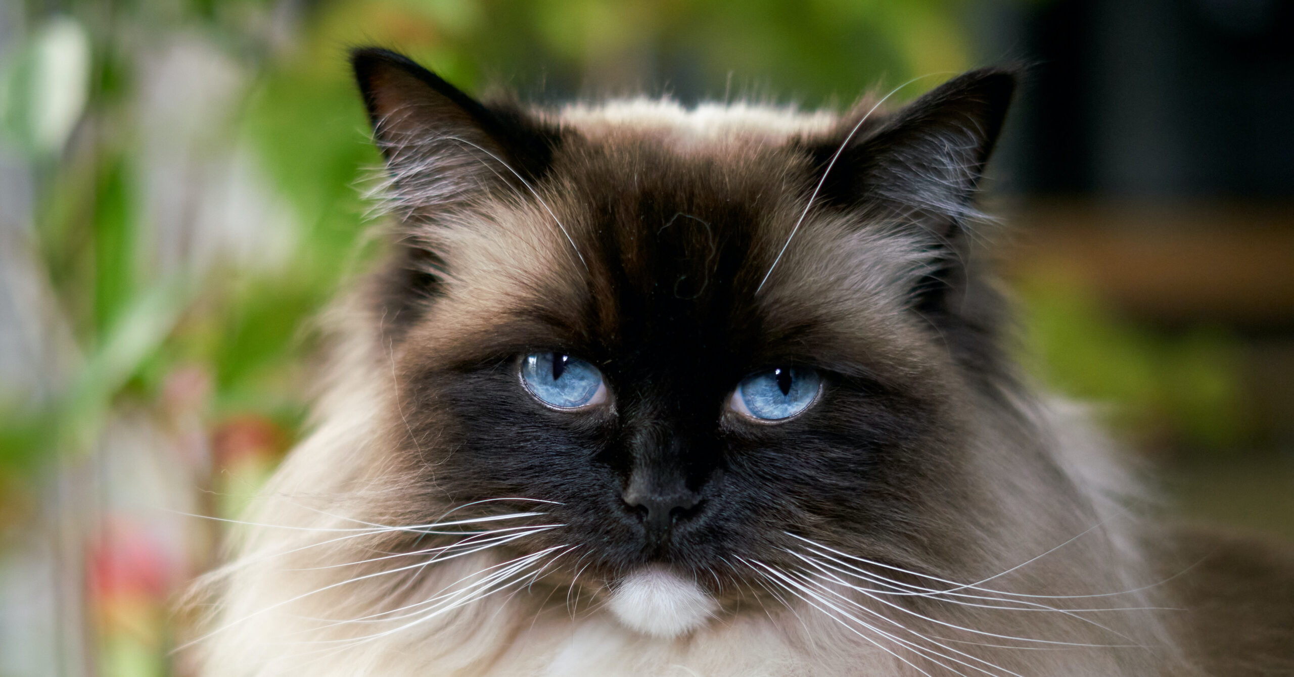 Wat is het karakter van een Ragdoll kat?