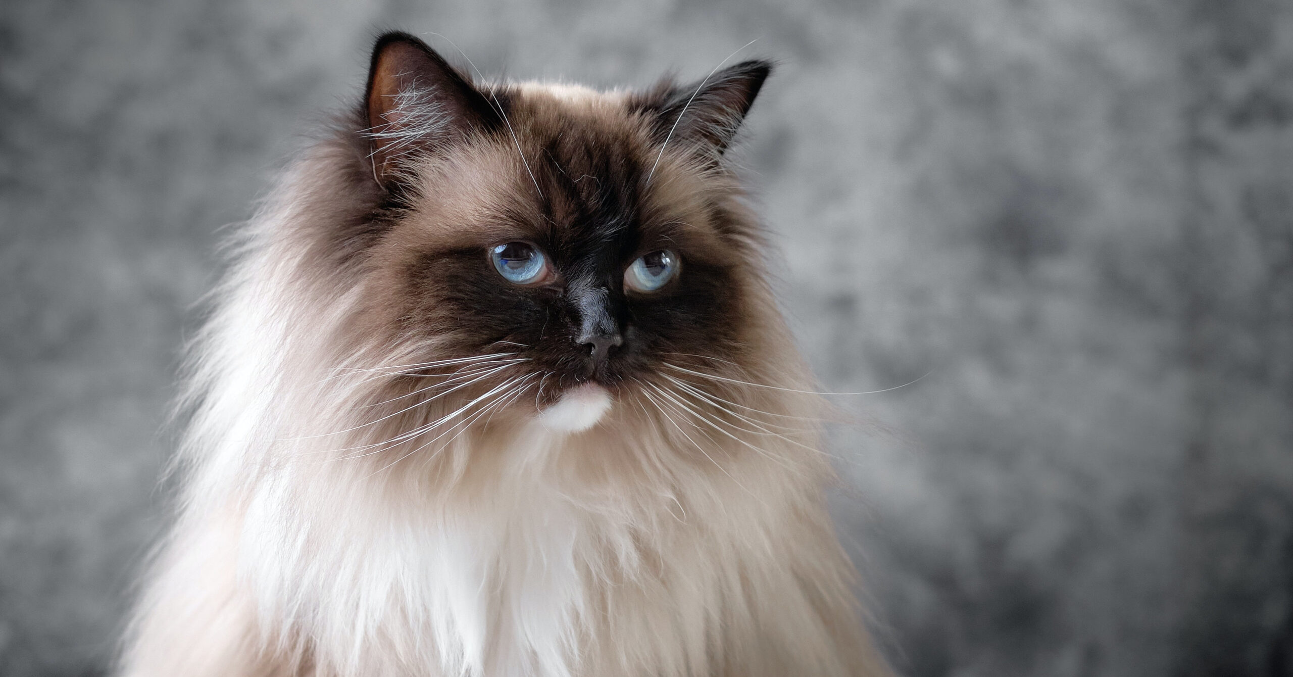 Wat zijn de kenmerken van een Ragdoll kat?