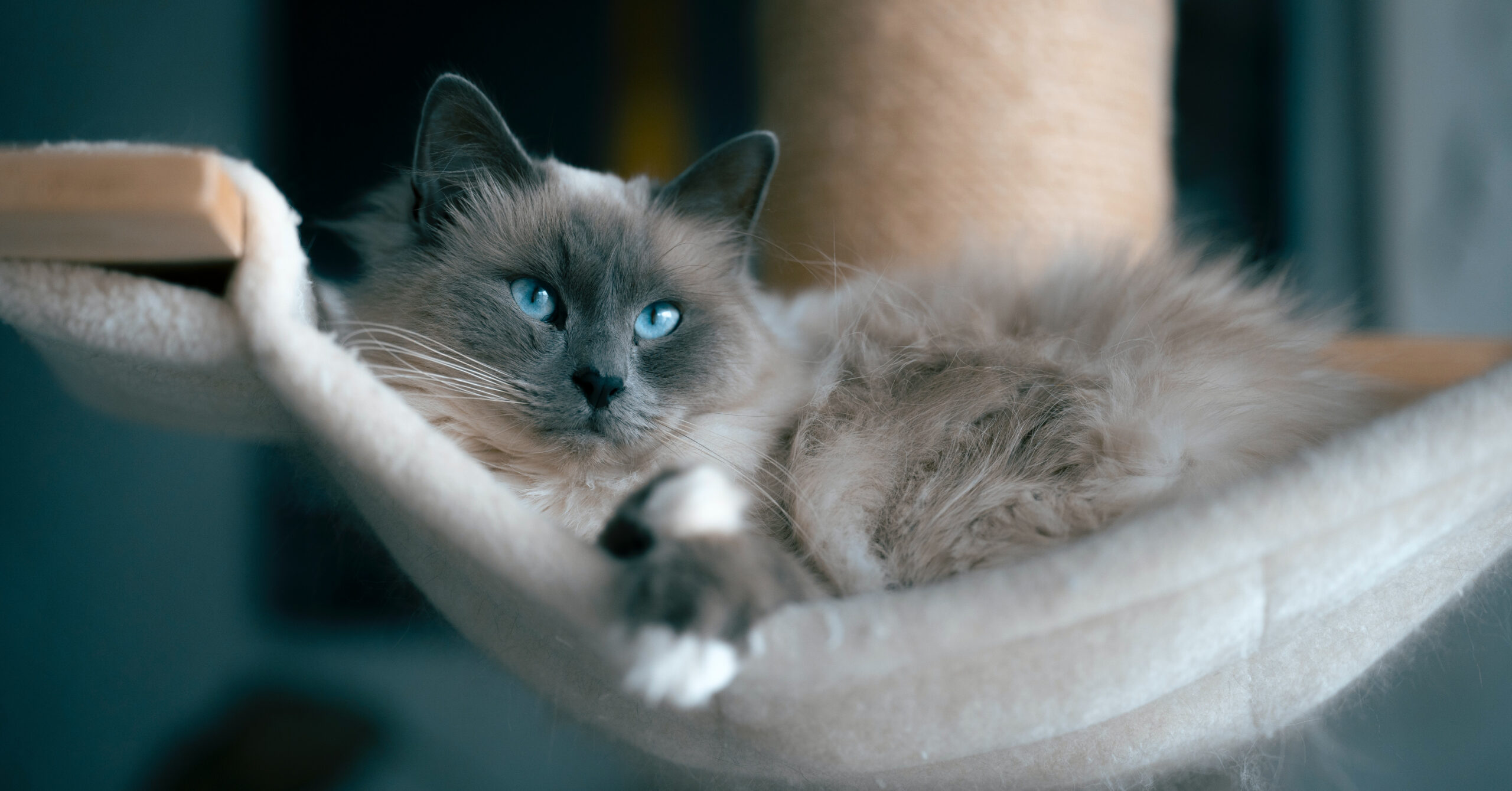 Wat is de prijs van een Ragdoll kat?