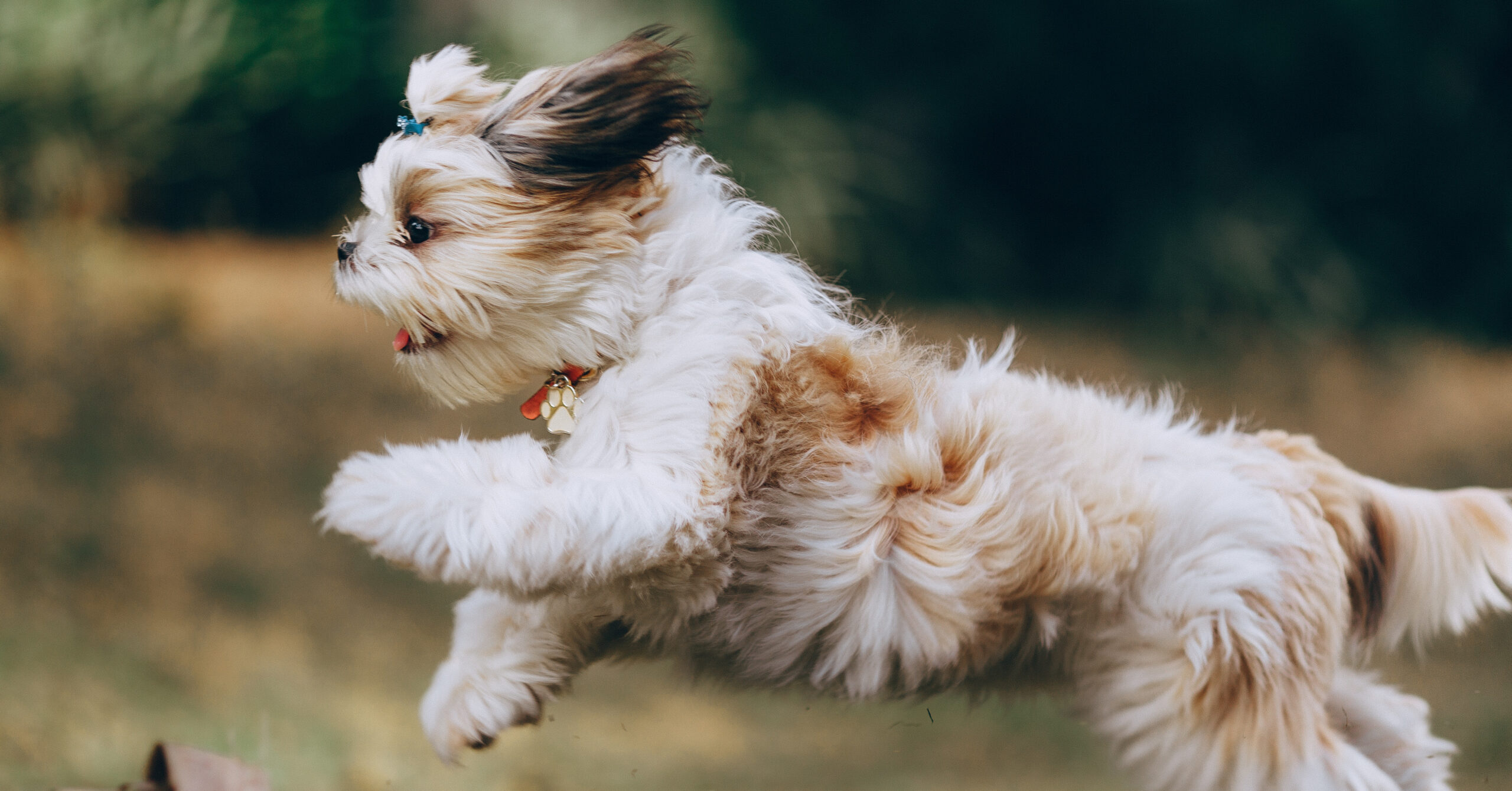 Wat is het karakter van een Shih Tzu?