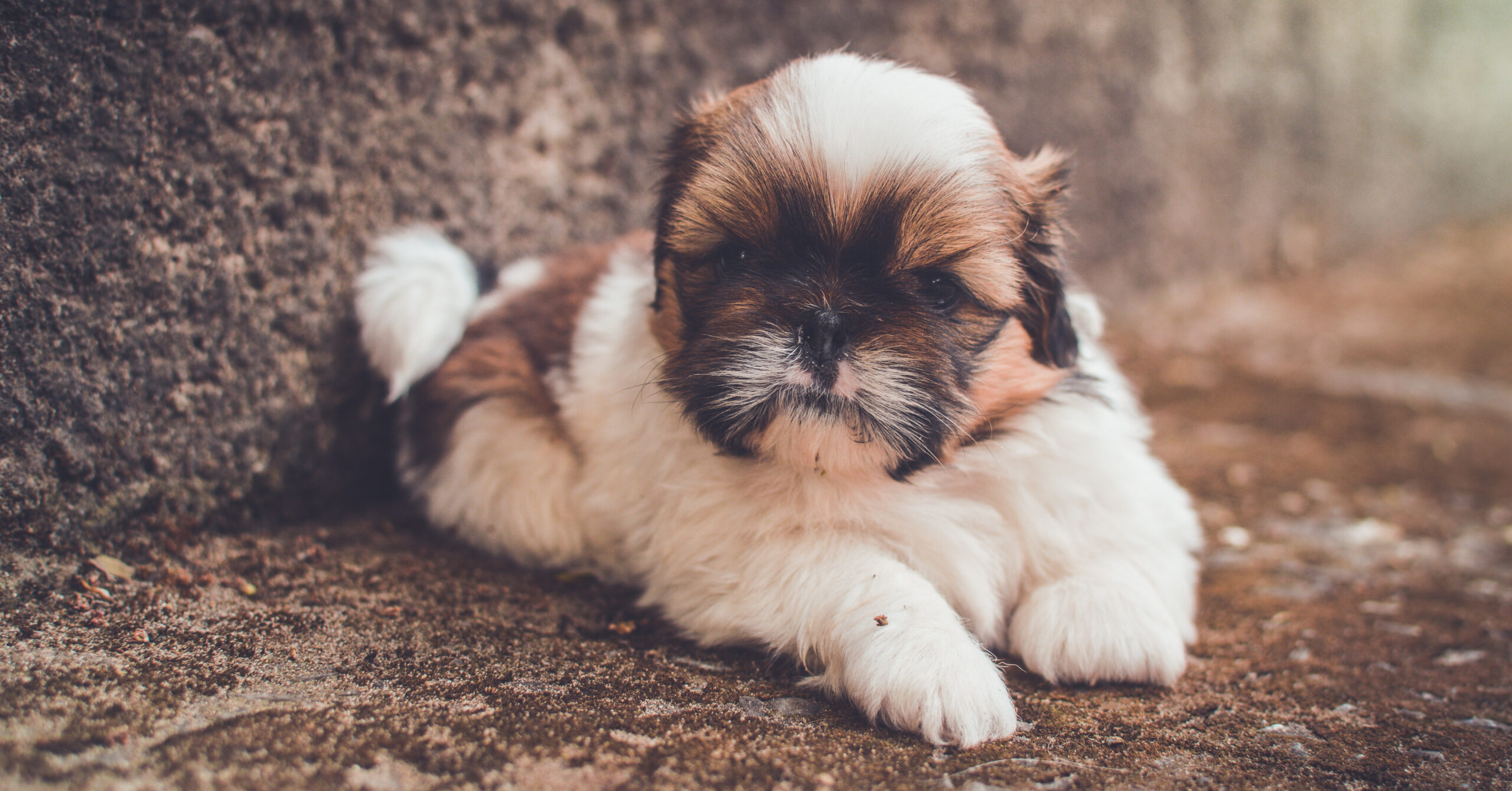 Wat zijn de kenmerken van een Shih Tzu?