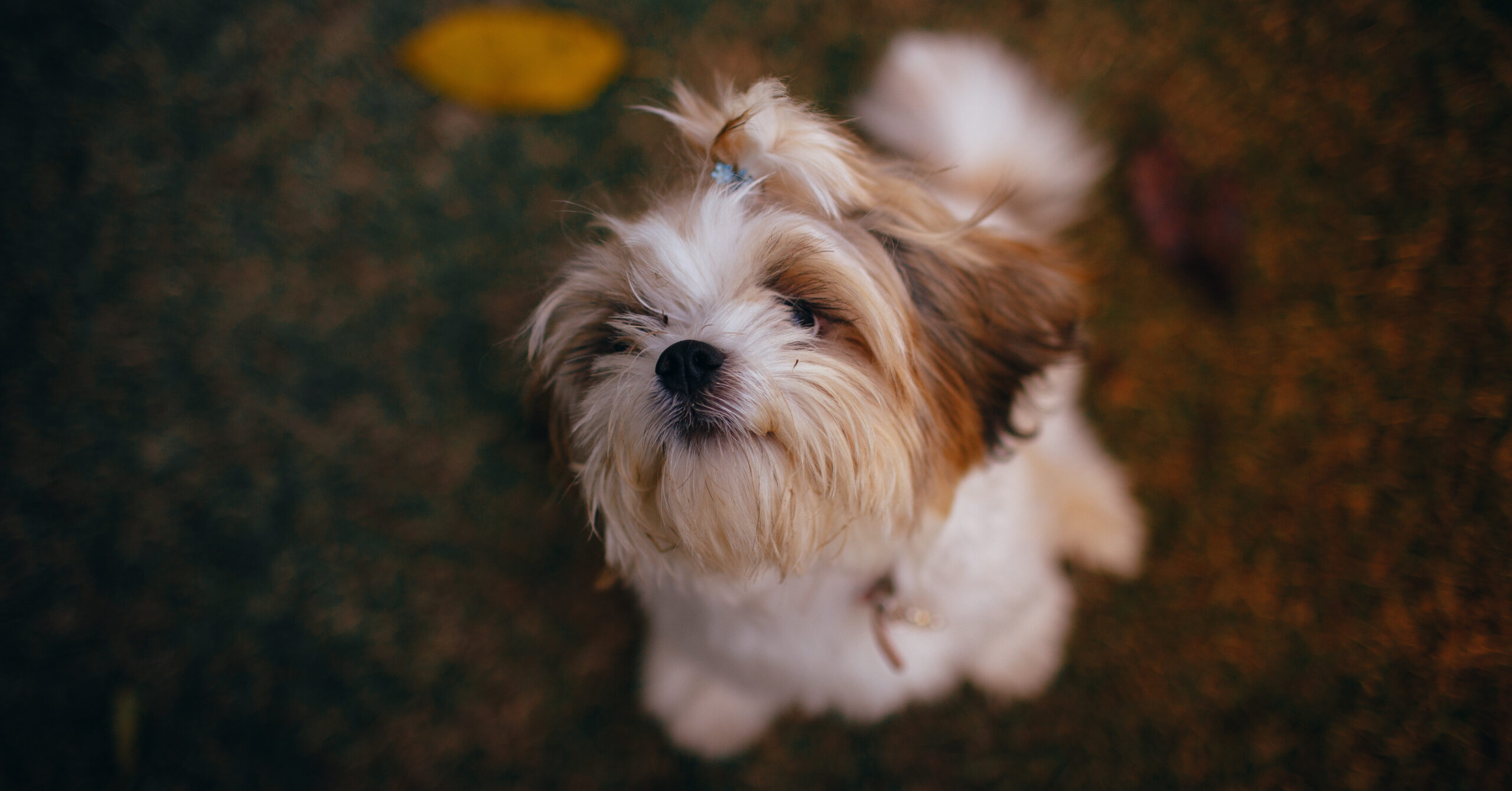 Verzorging van een Shih Tzu, waar moet je op letten?