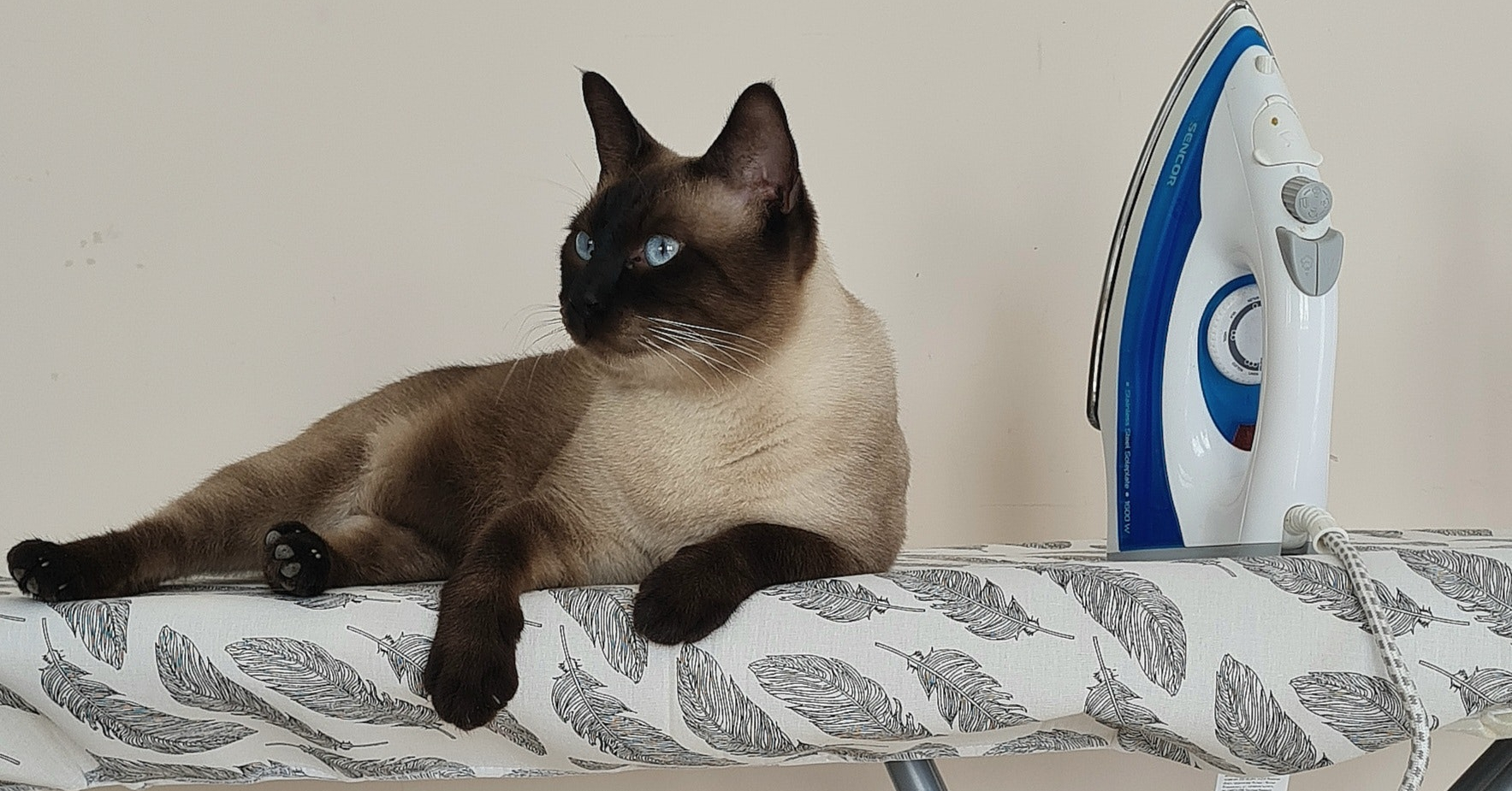 Wat is het karakter van een Siamese kat?