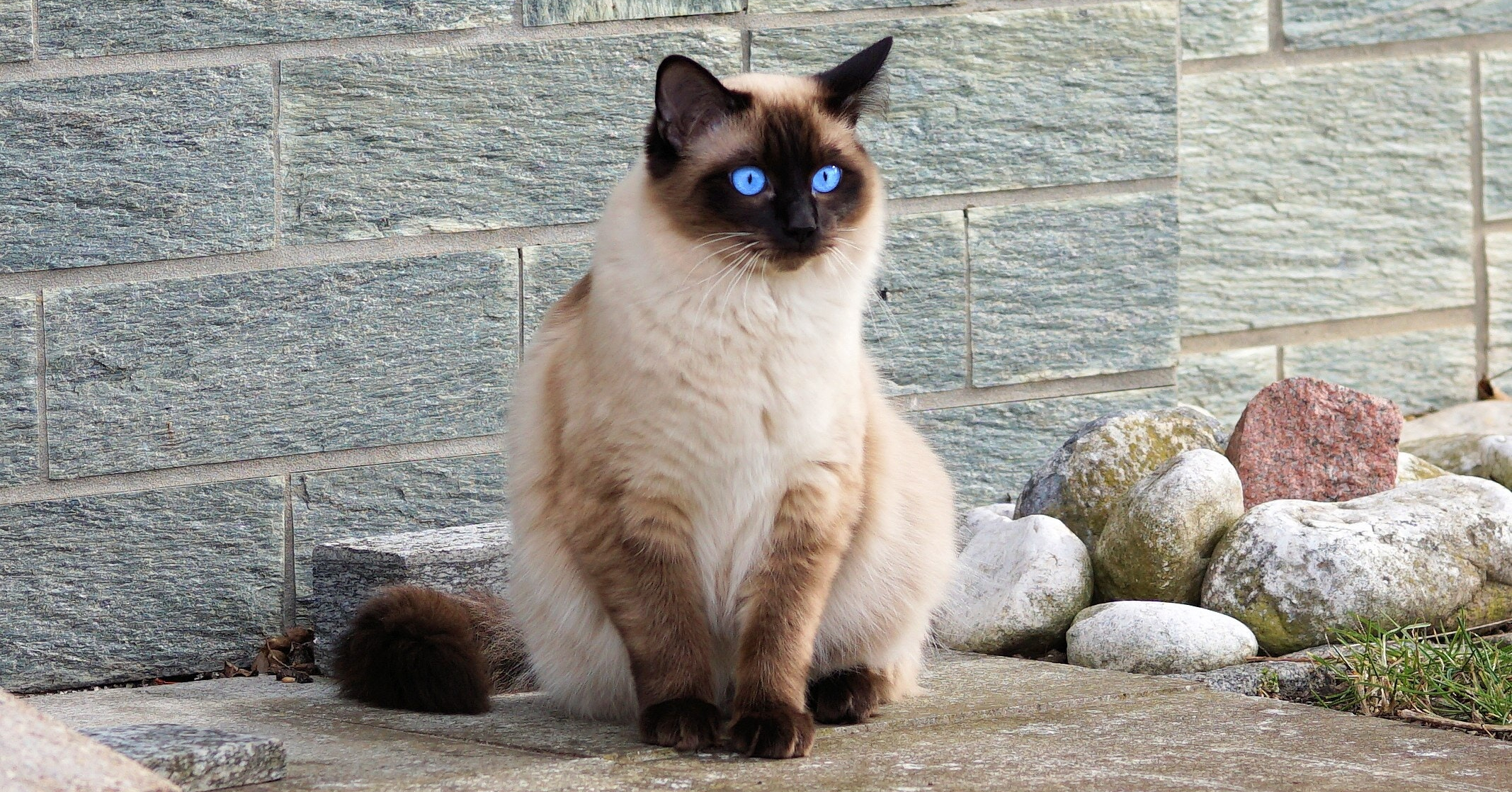 Wat zijn de kenmerken van een Siamese kat?