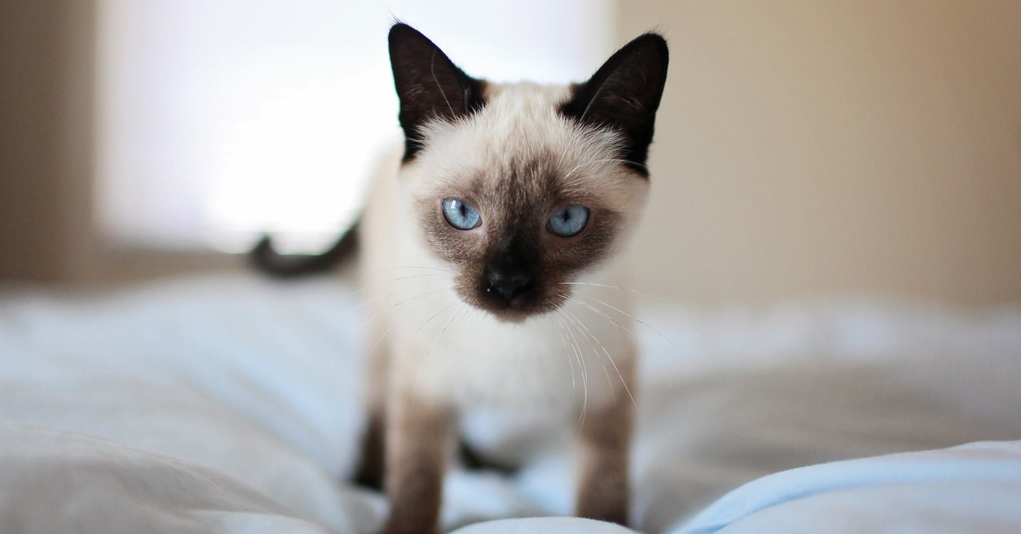 Wat is de prijs van een Siamese kat?