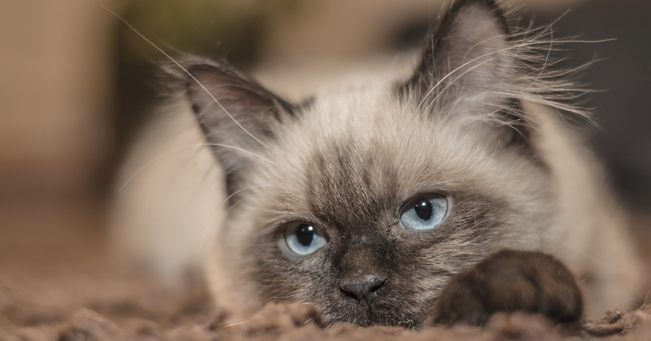 Verzorging van een Siamese kat, waar moet je opletten?