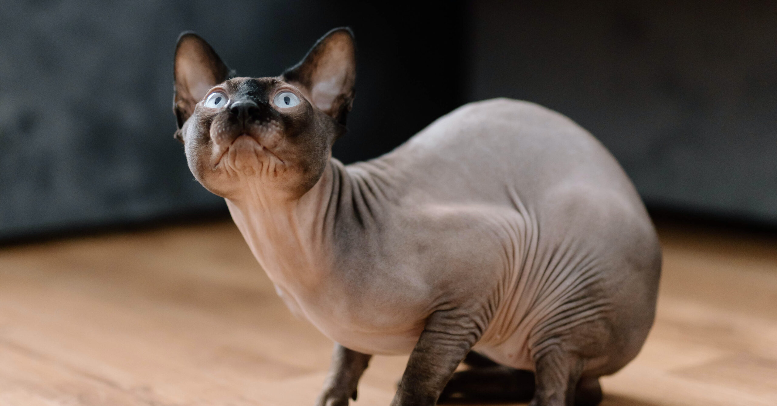 Wat zijn de kenmerken van een Sphynx kat?