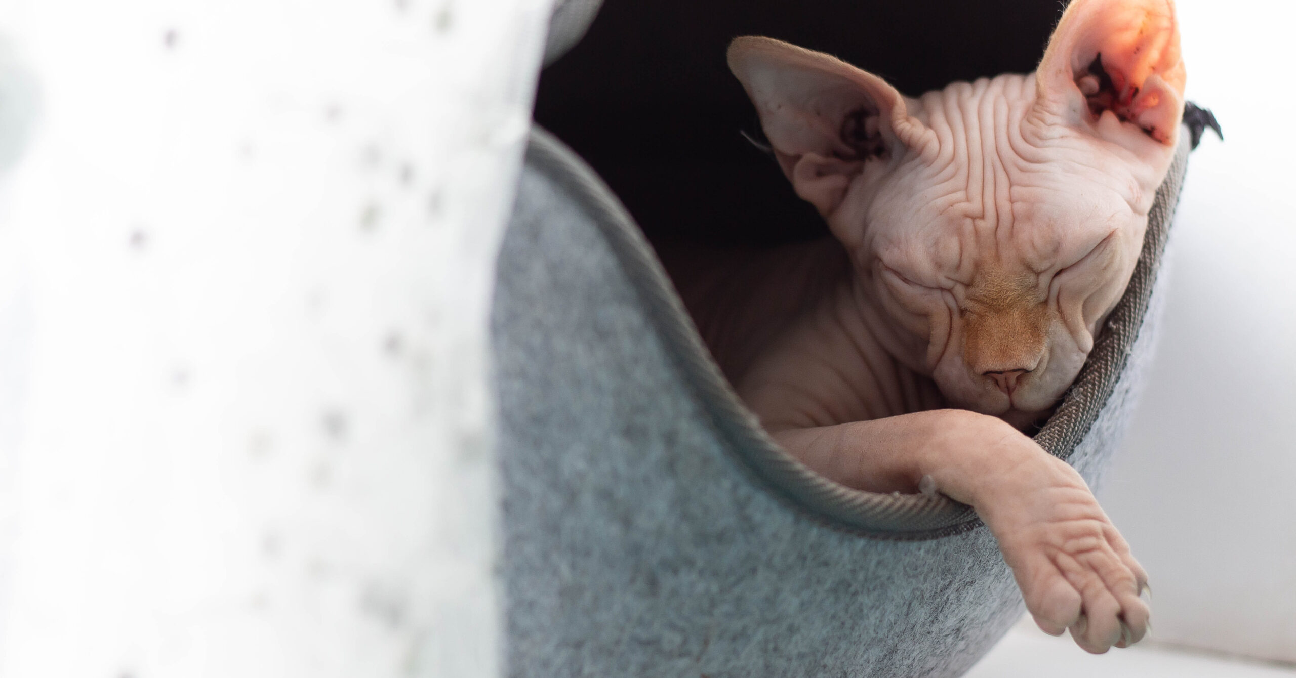 Wat is de prijs van een Sphynx kat?
