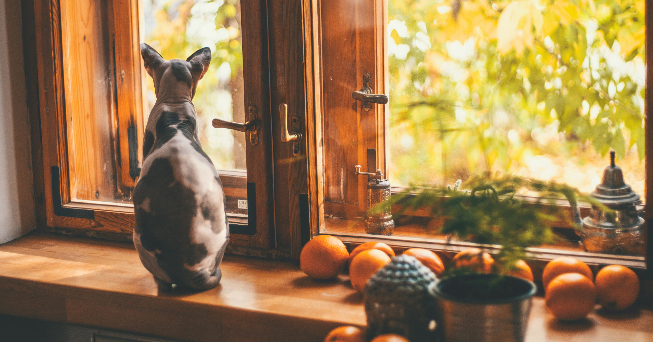 Verzorging van een Sphynx, waar moet je opletten?