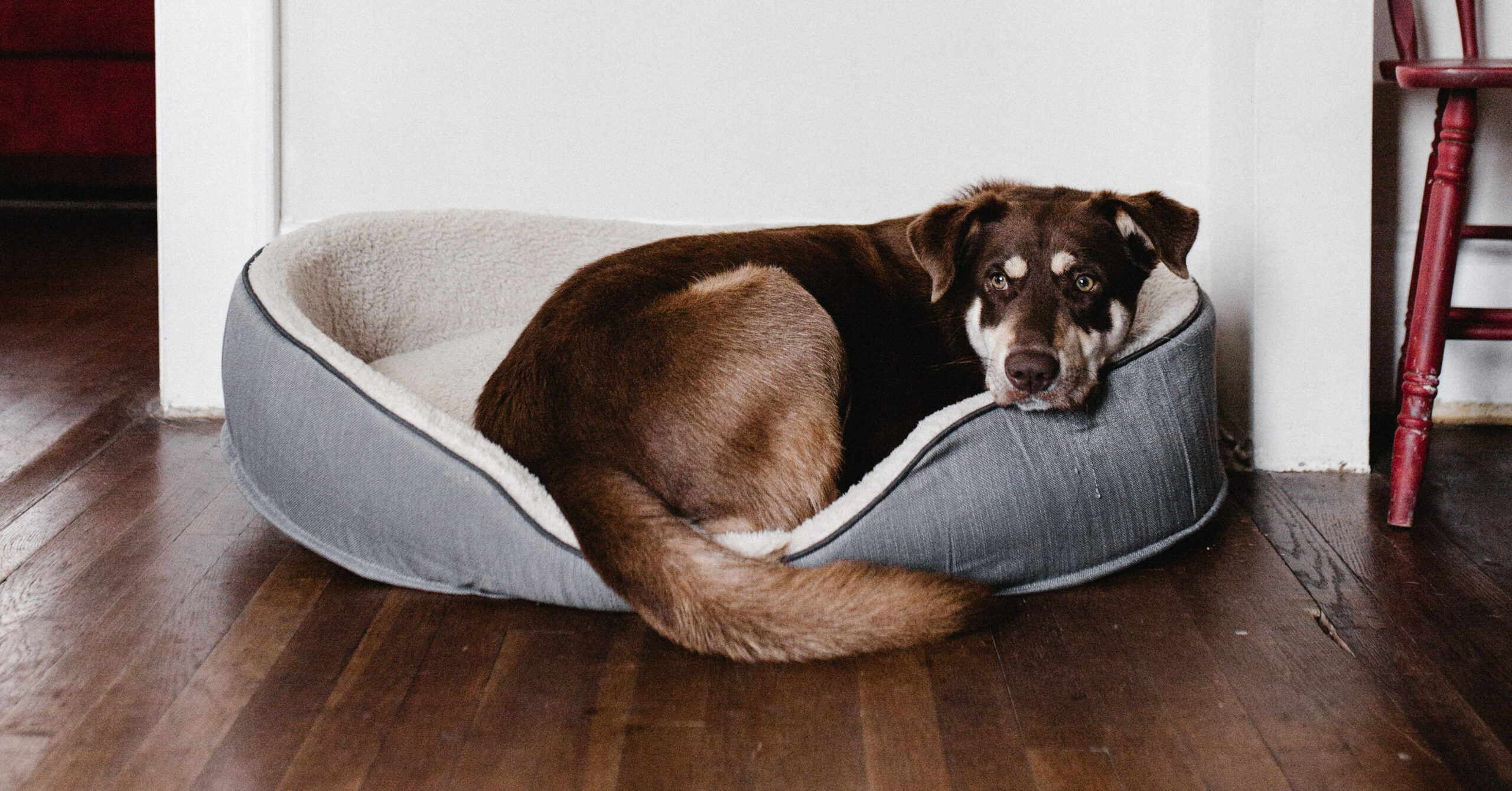 Training en gehoorzaamheid van honden