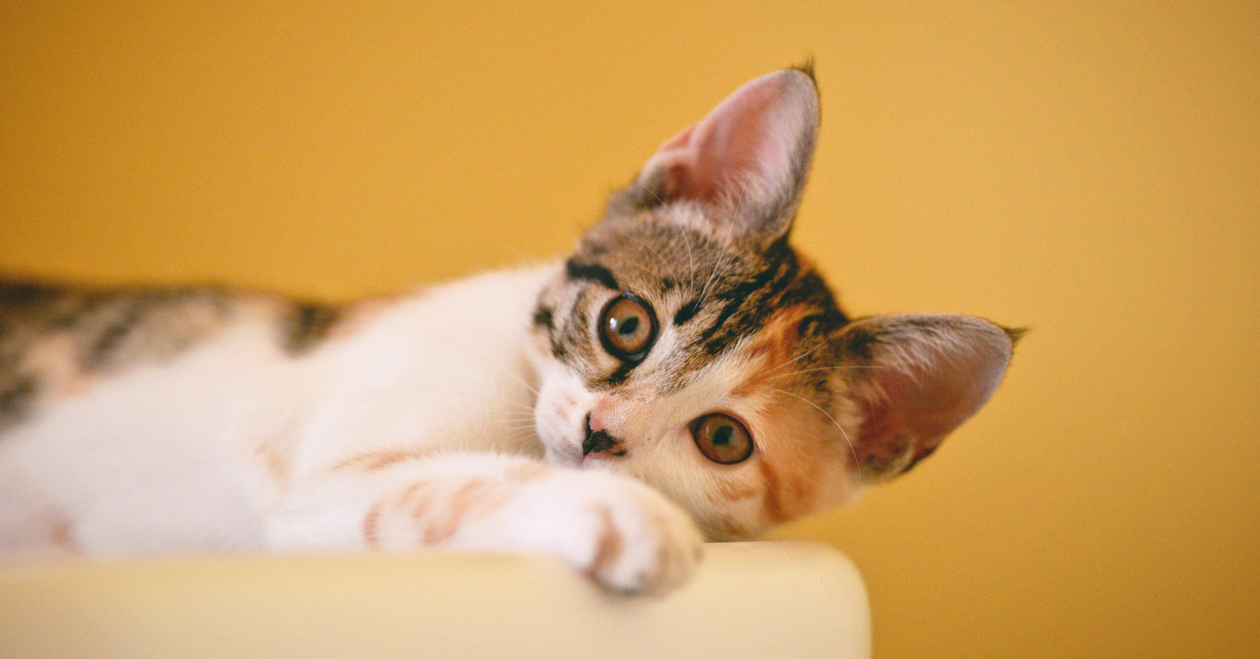 Training en gehoorzaamheid van katten