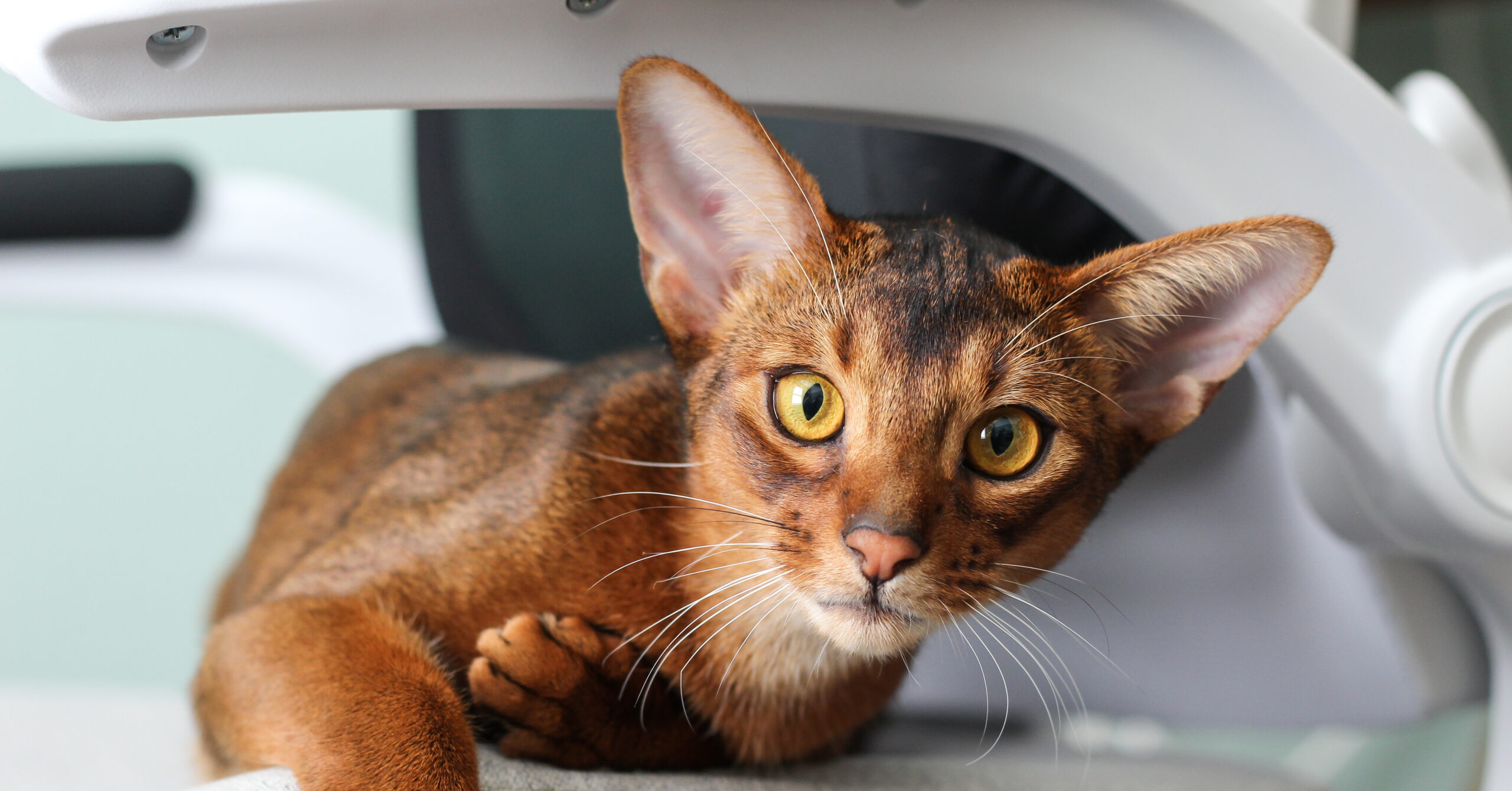 Wat is het karakter van een Abessijn?