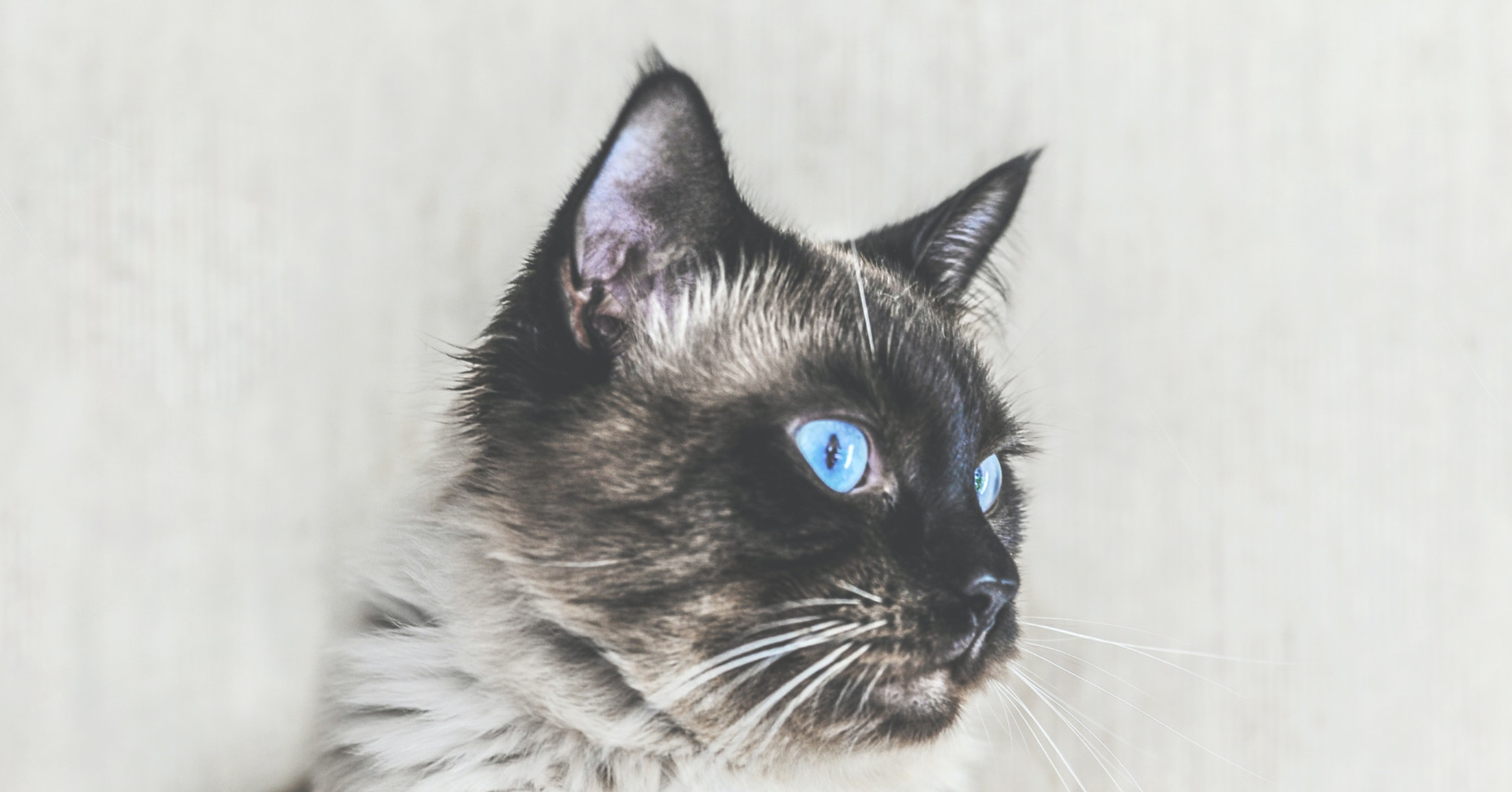 Wat is het karakter van een Balinees?