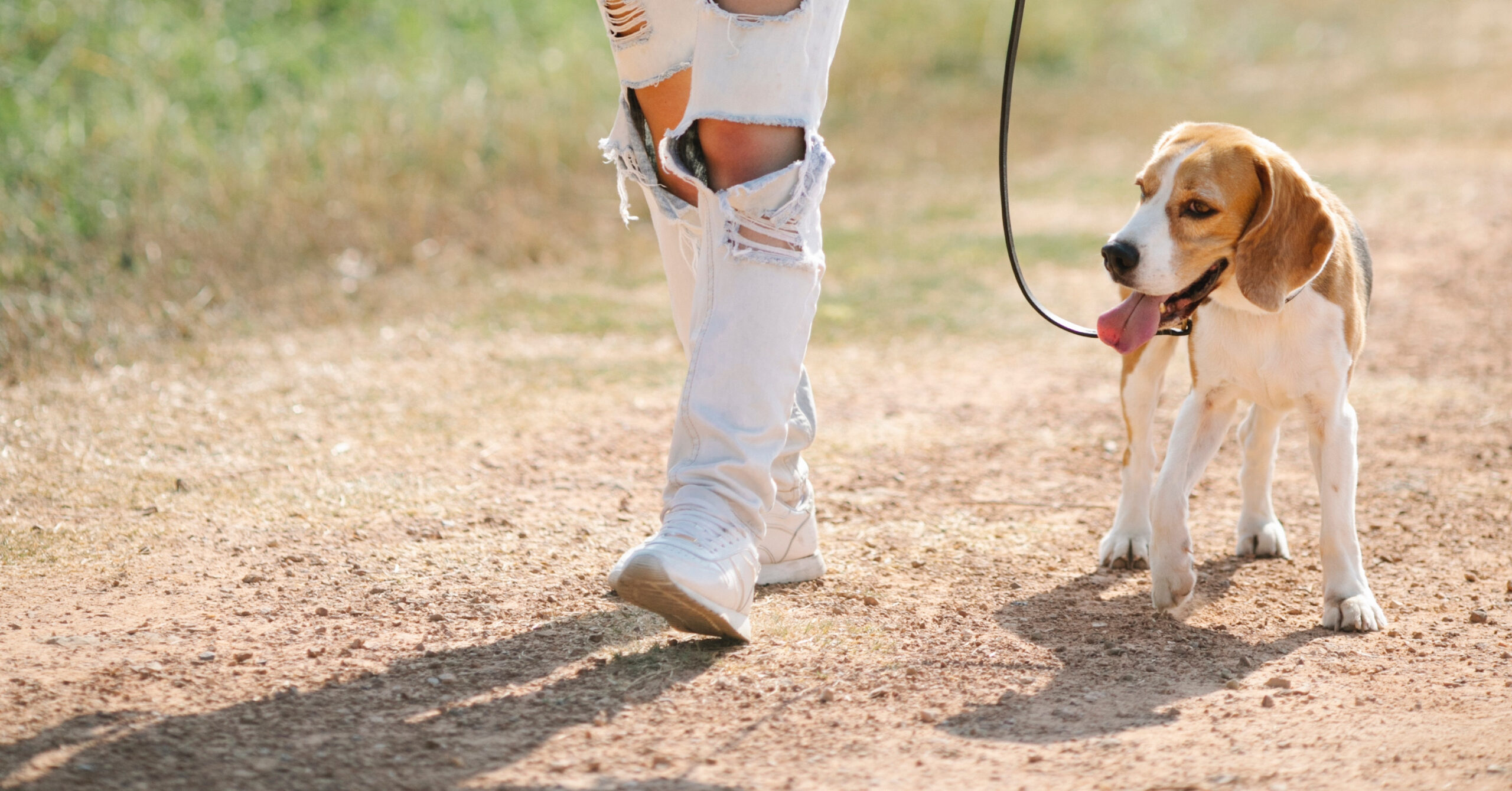 Wat is het karakter van een Beagle?