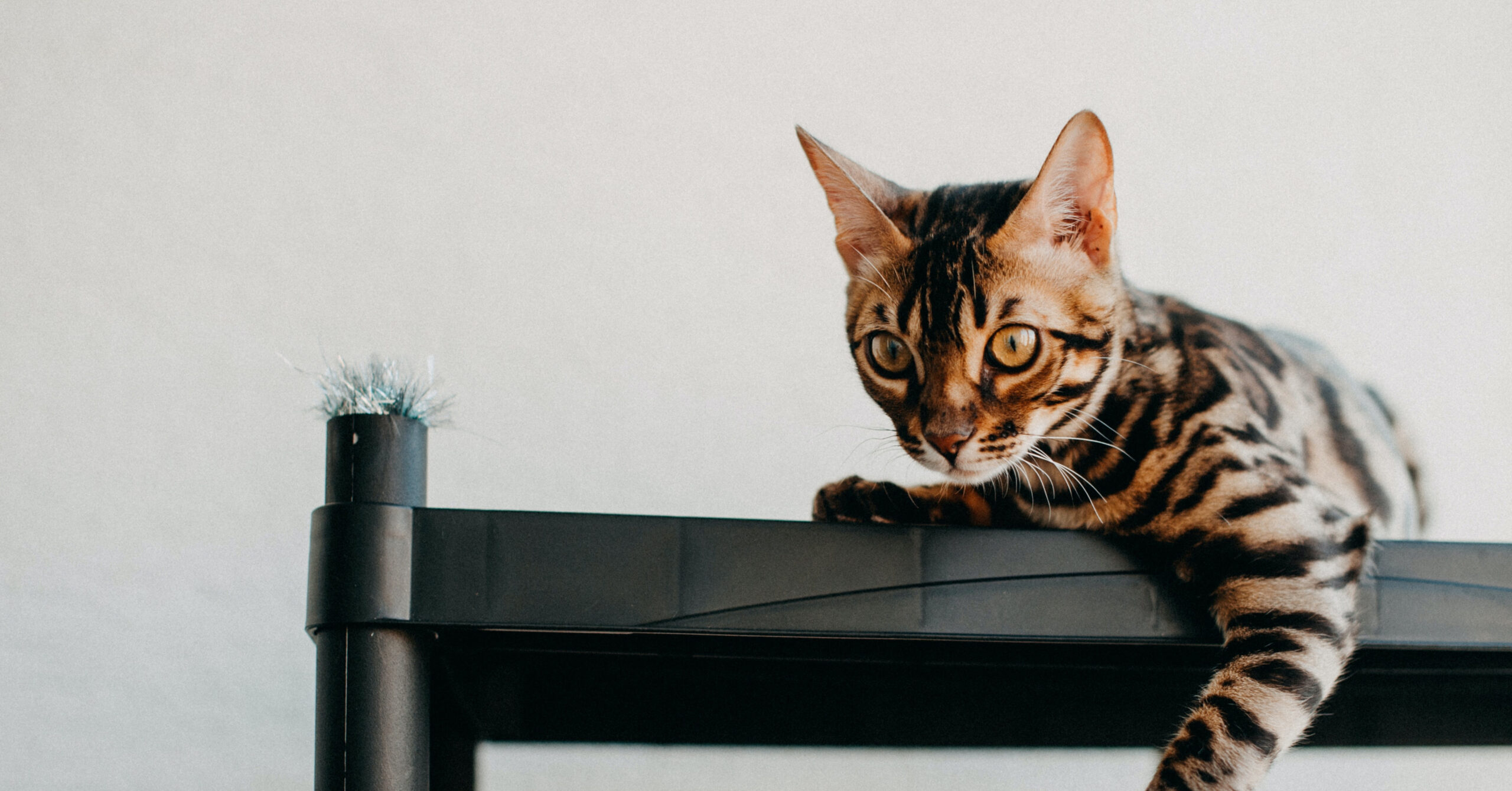 Wat is het karakter van een Bengaal?