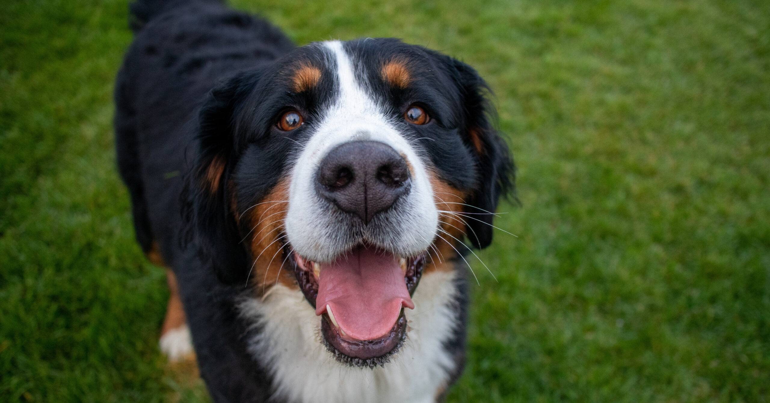 Wat is het karakter van een Berner Sennenhond?