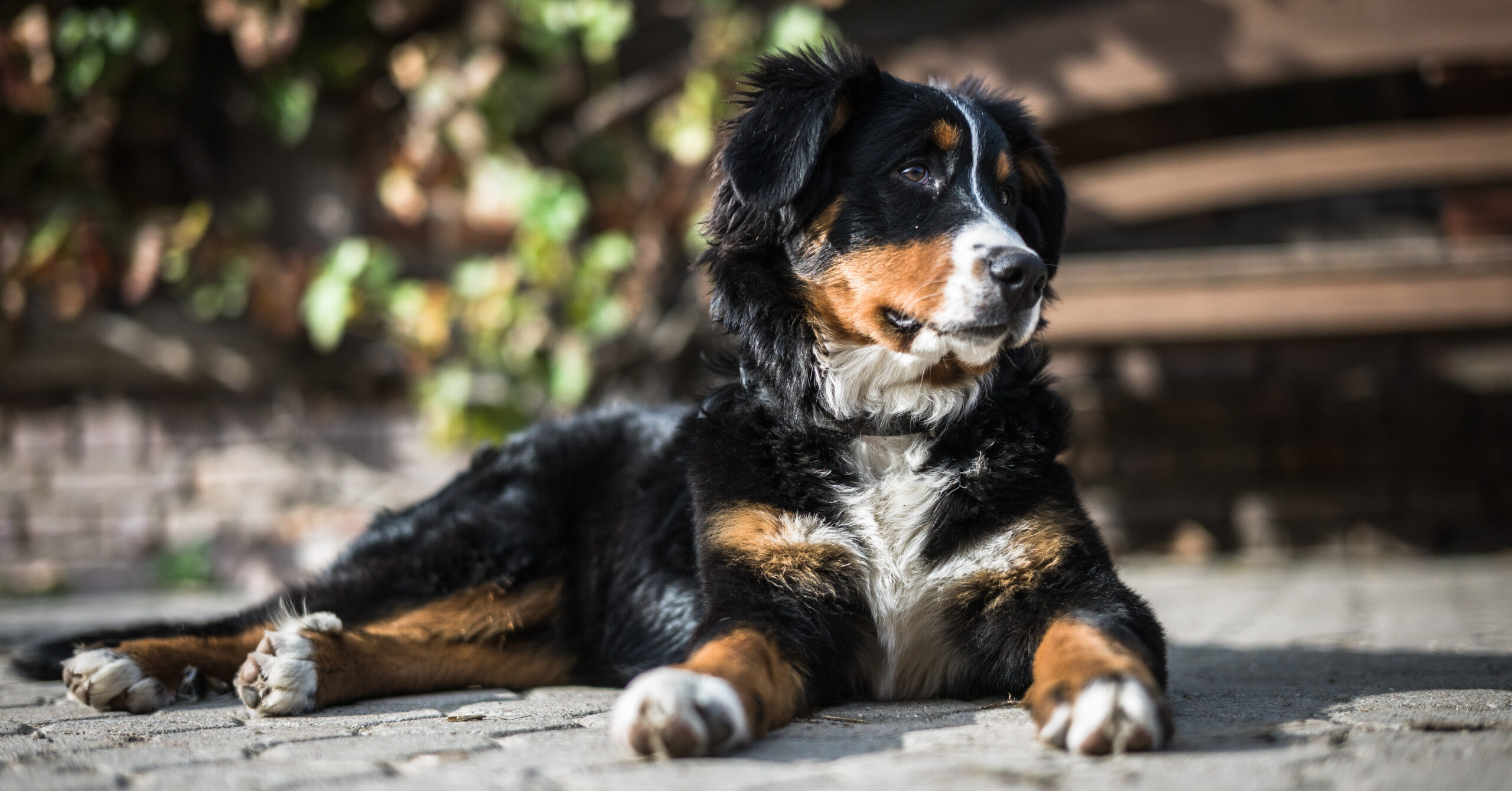 Verzorging van een Berner Sennenhond, waar moet je opletten?