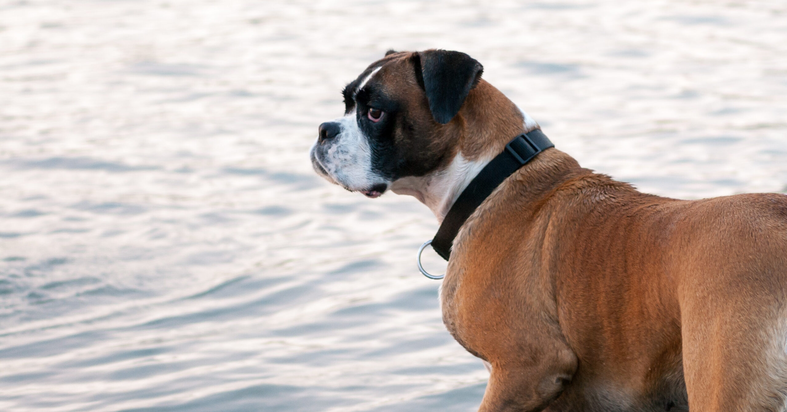 Wat is het karakter van een Boxer?