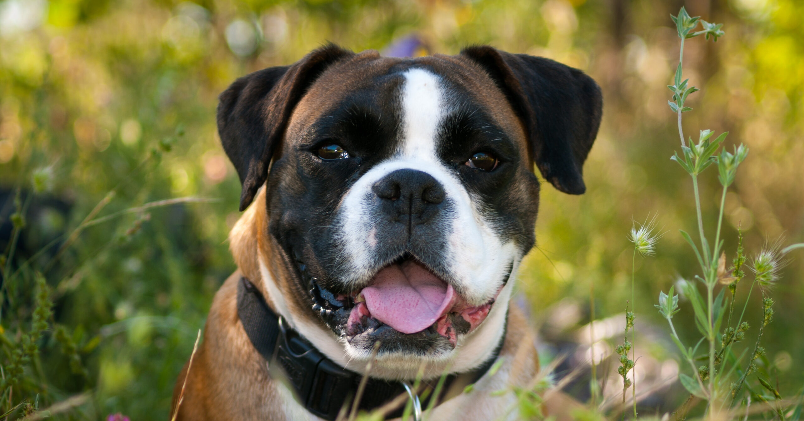 Verzorging van een Boxer, waar moet je op letten?