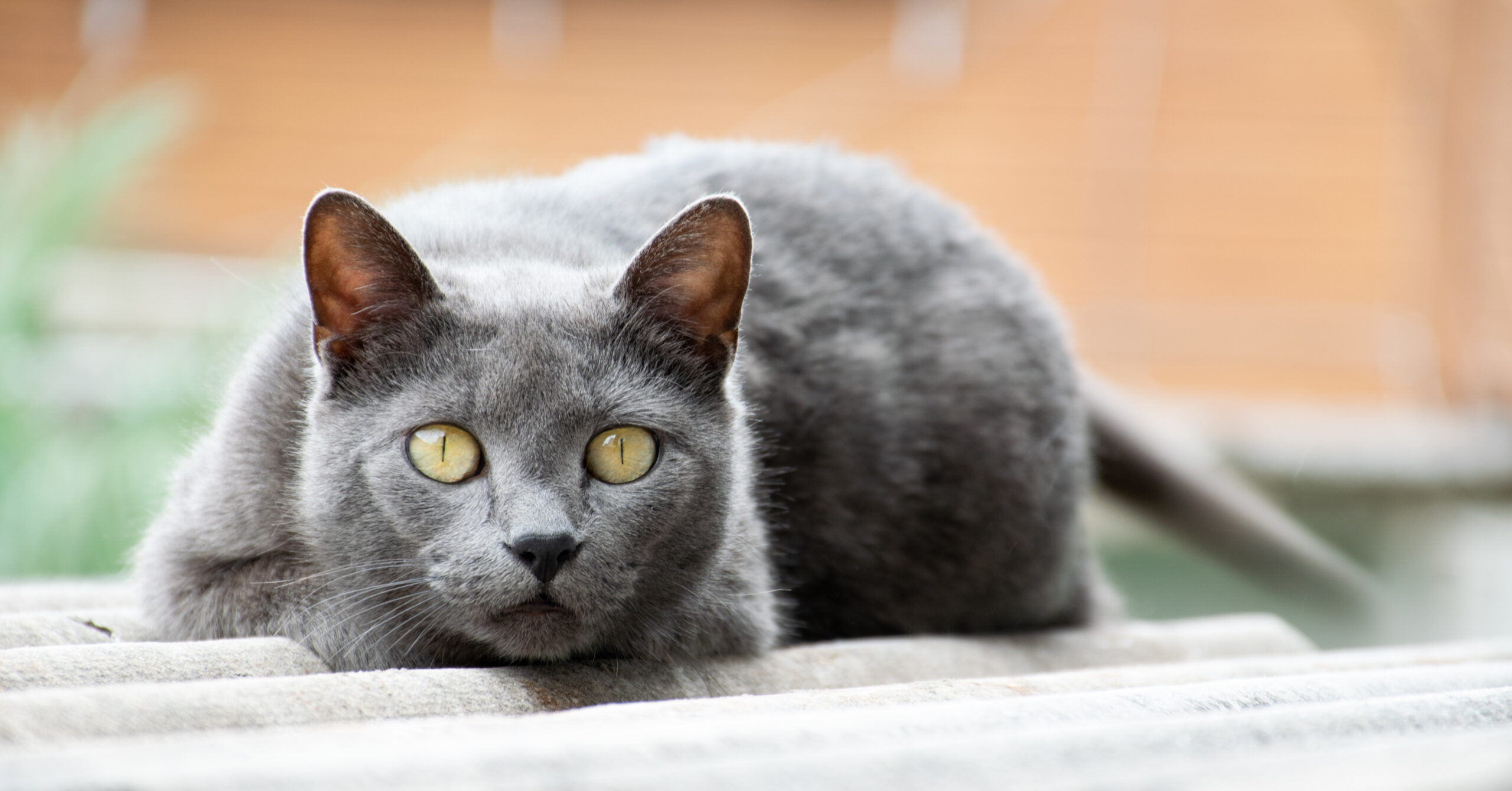 Wat is het karakter van een Chartreux?
