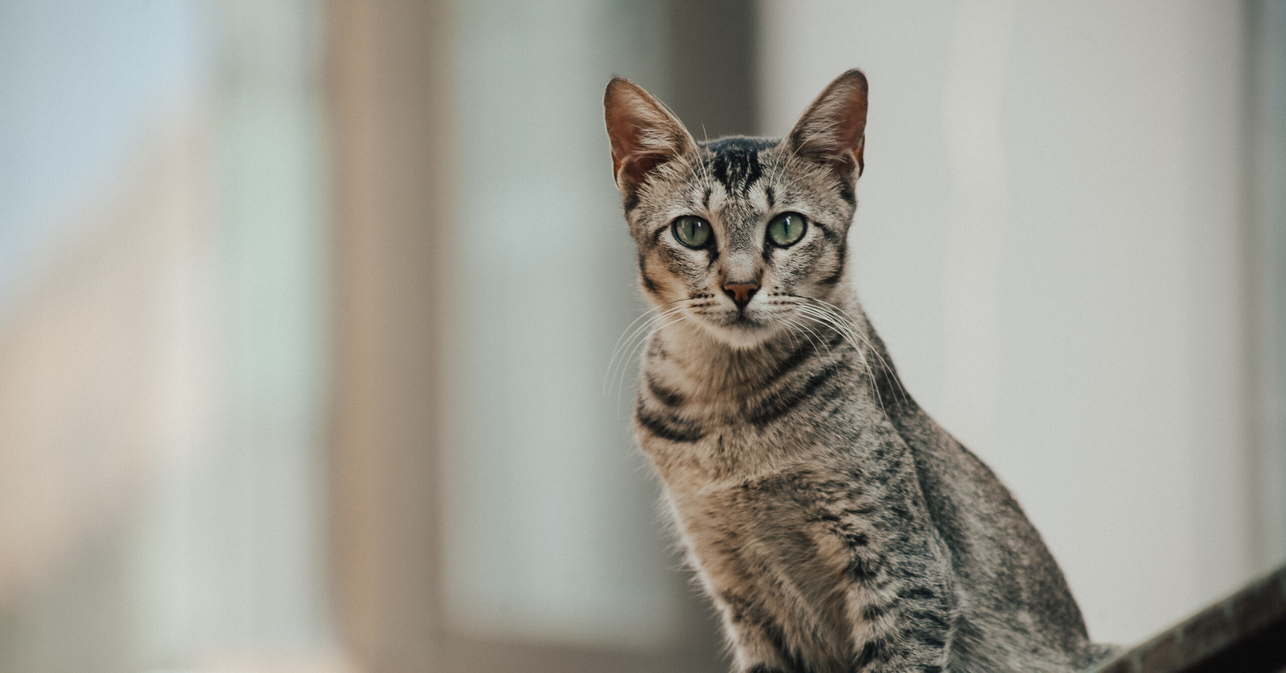 Wat is het karakter van een Egyptische Mau?