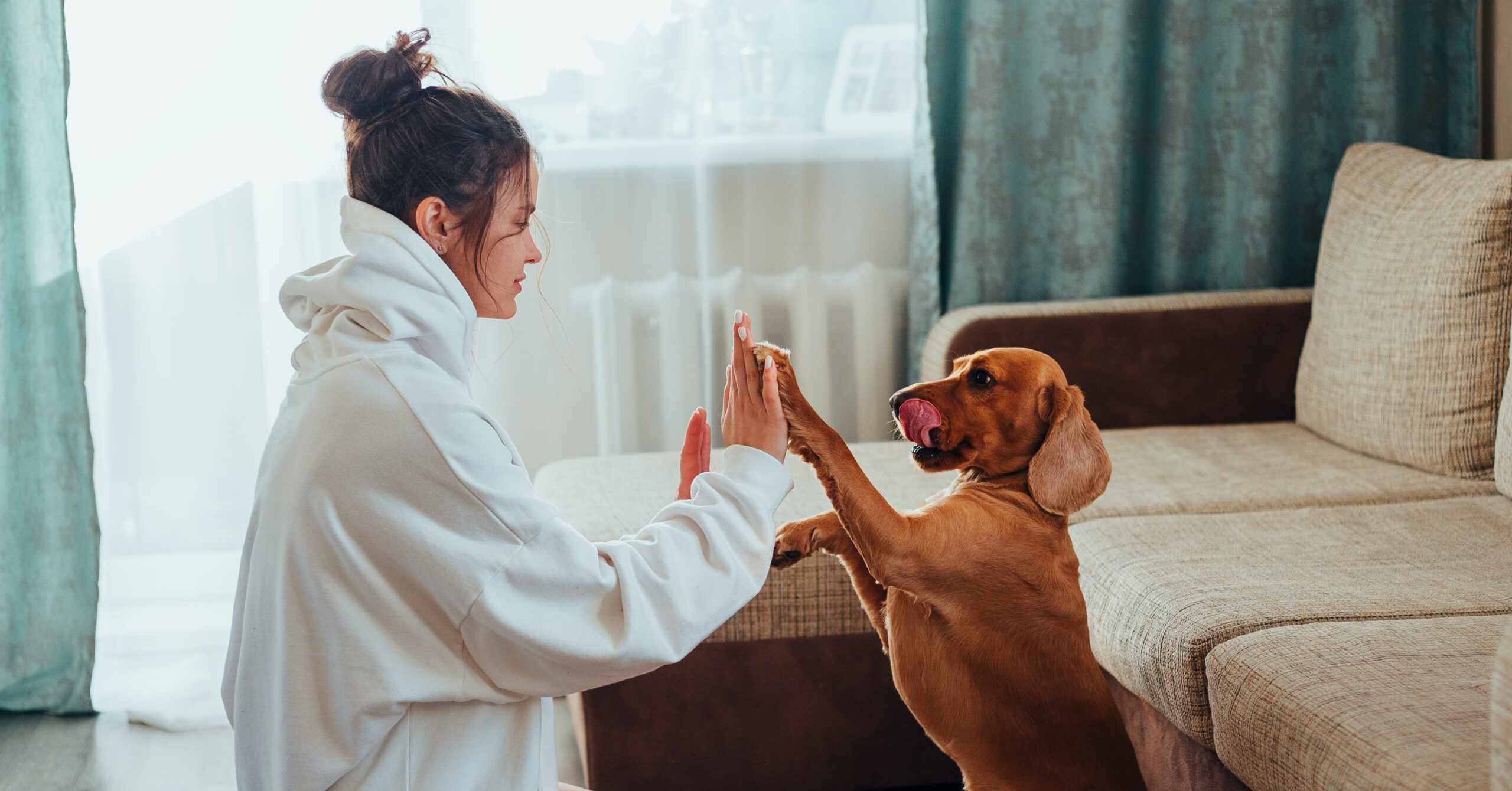 Hoe je je hond kunt trainen om trucjes te doen