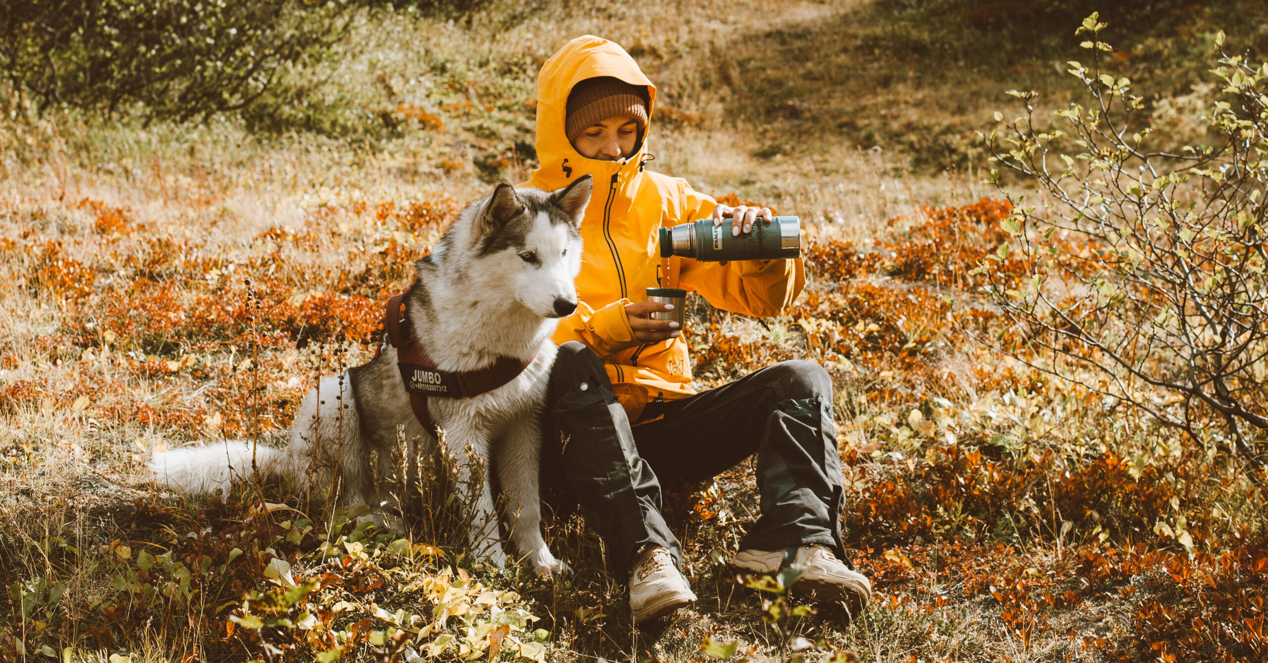 De beste tips en trucs voor het reizen met je huisdier