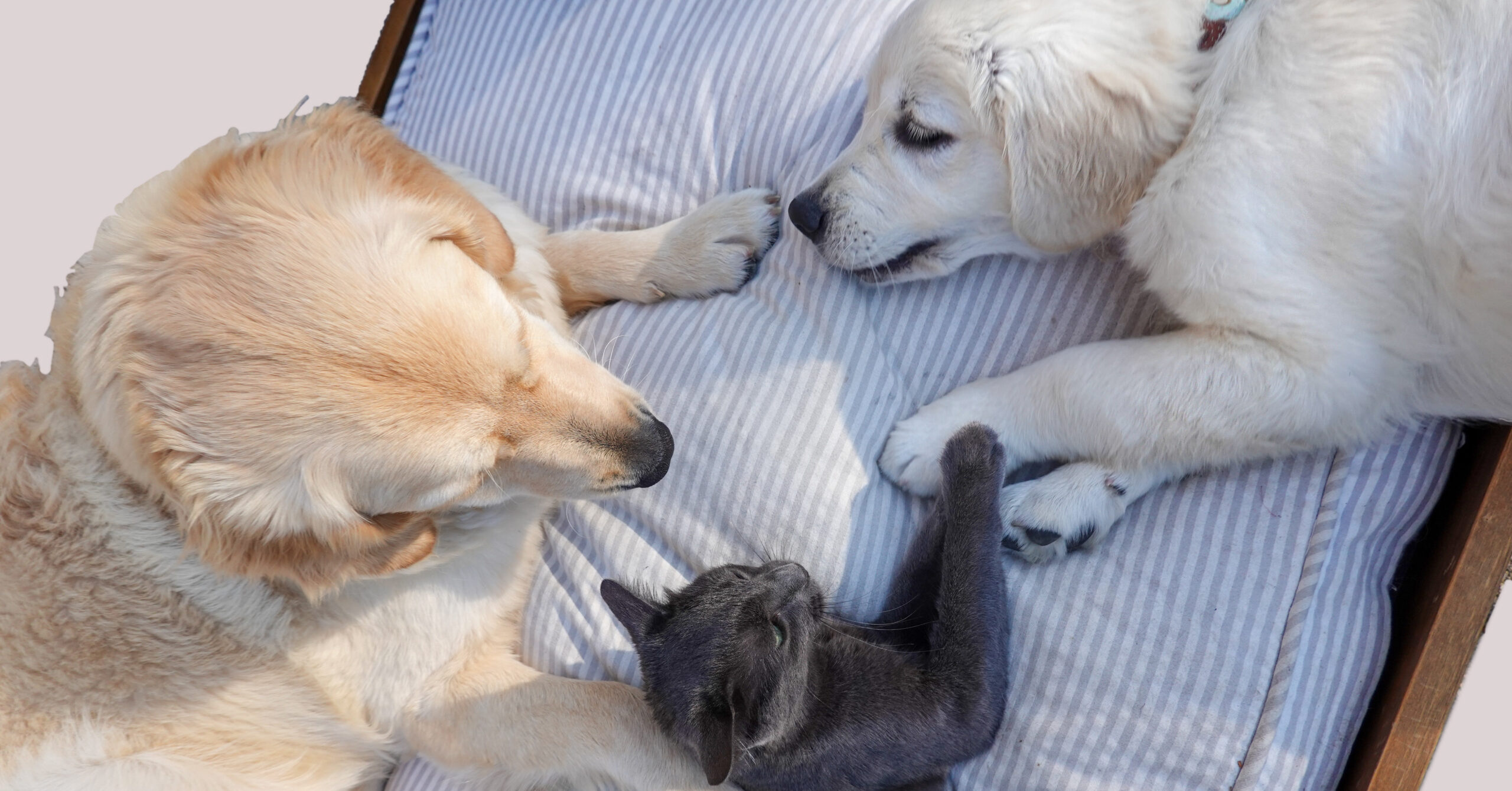 Hoe je je huisdier kunt socialiseren met andere mensen en dieren