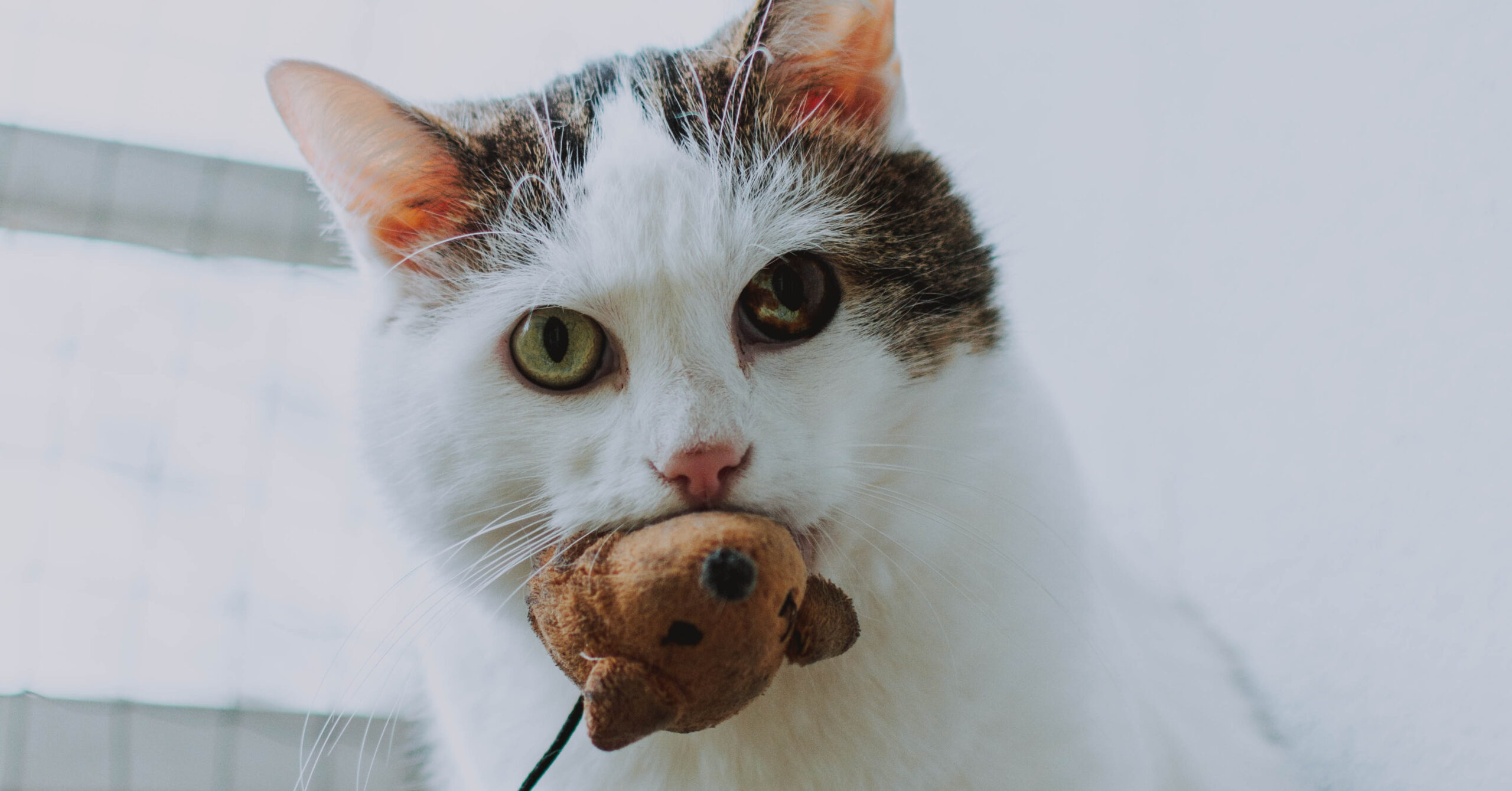 Hoe je je huisdier kunt vermaken als je niet thuis bent