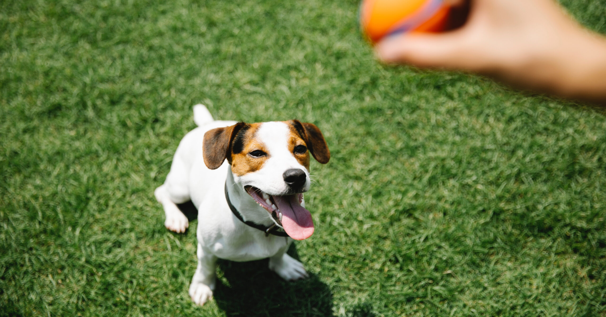 Wat is het karakter van een Jack Russell Terriër?