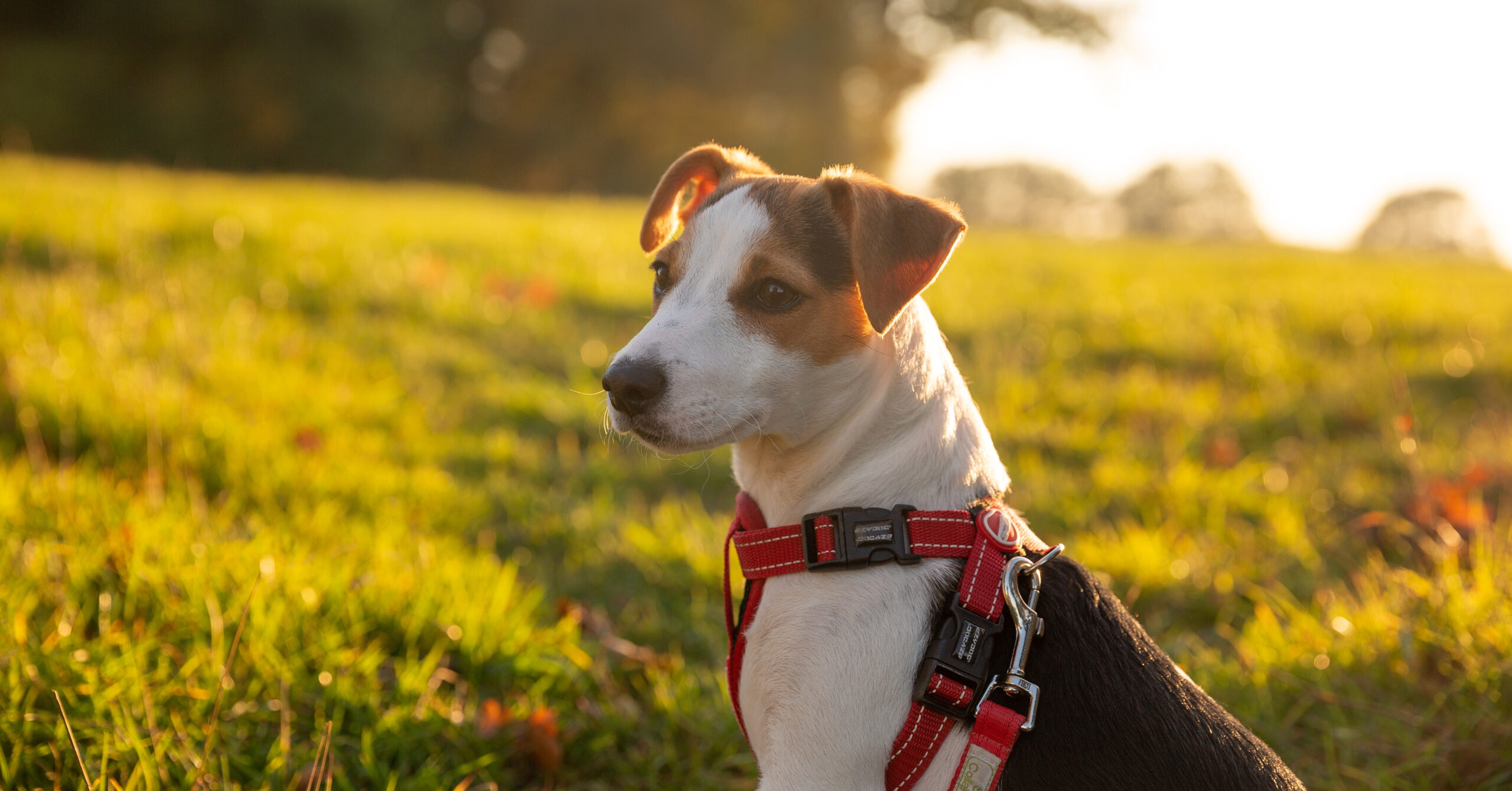 Verzorging van een Jack Russell Terriër, waar moet je op letten?