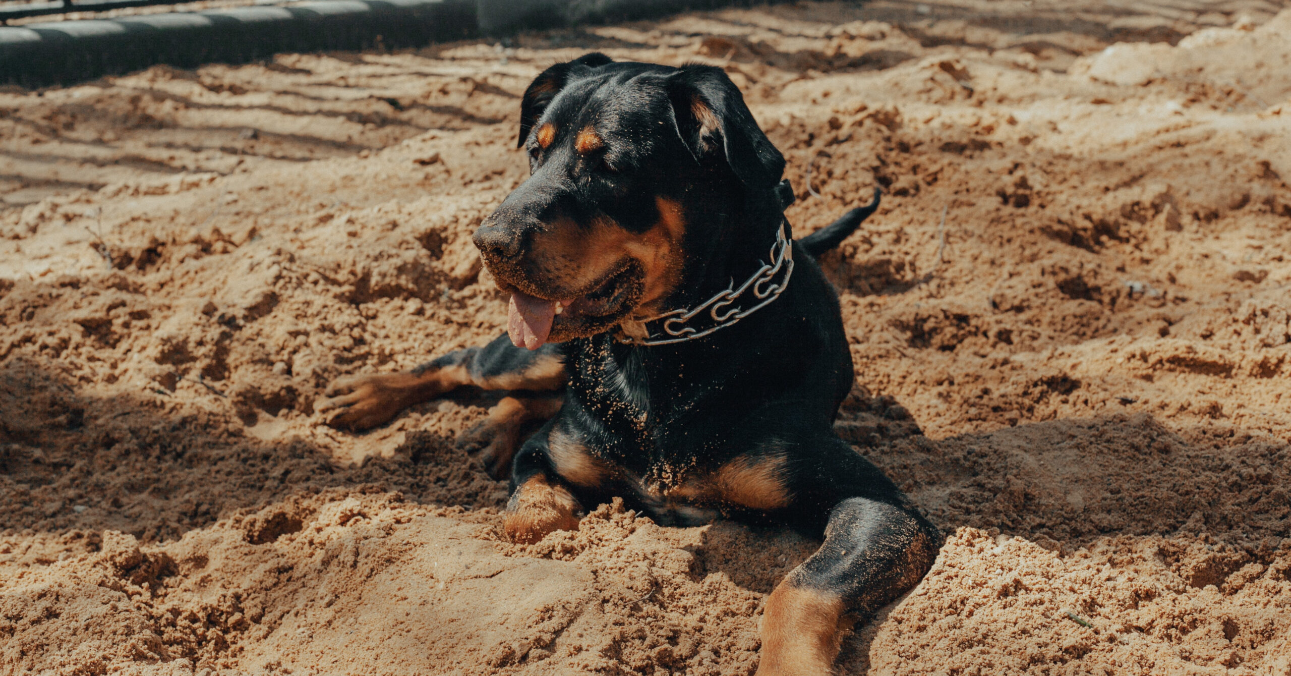 Wat is het karakter van een Rottweiler?