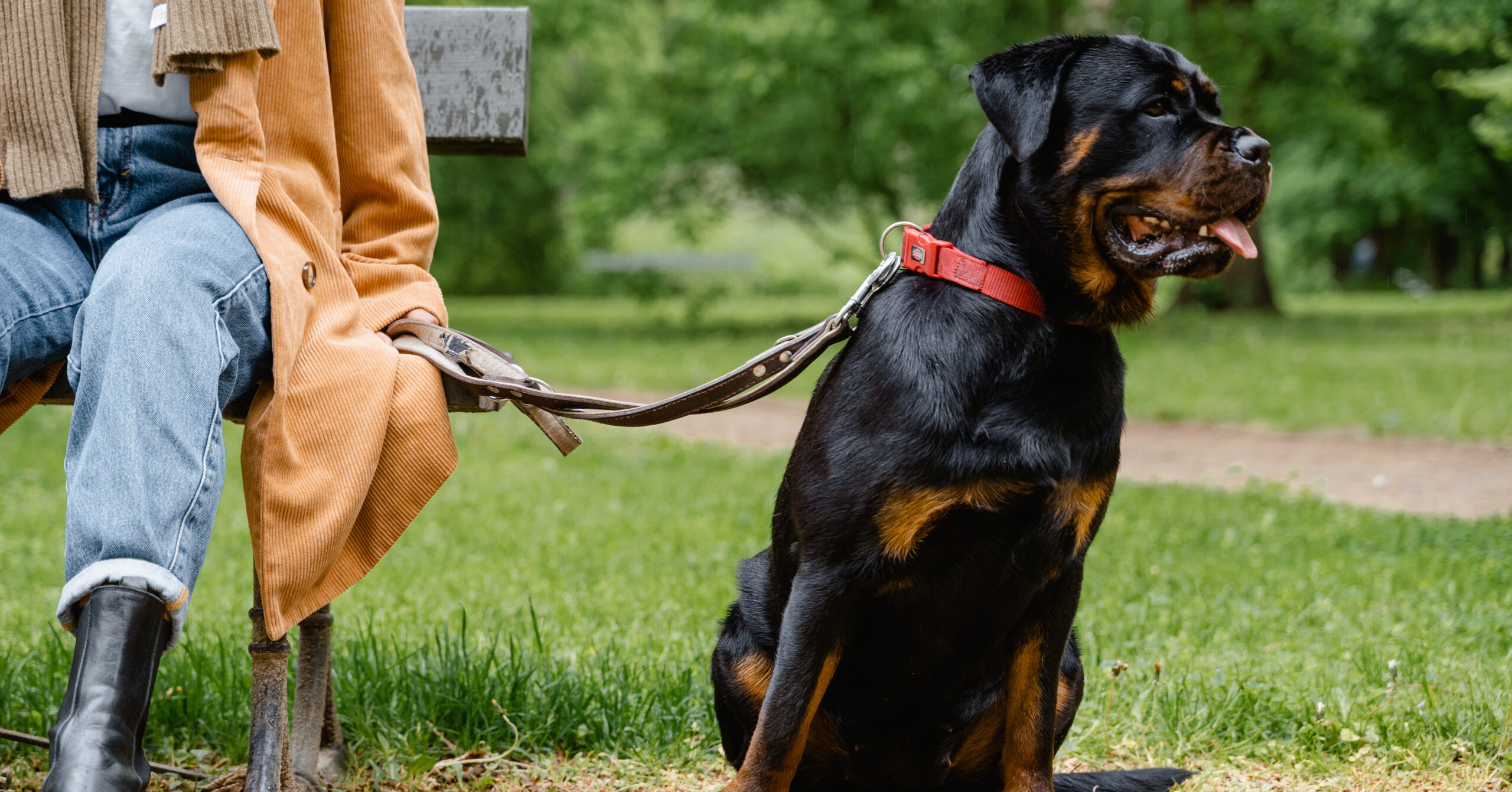 Verzorging van een Rottweiler, waar moet je op letten?