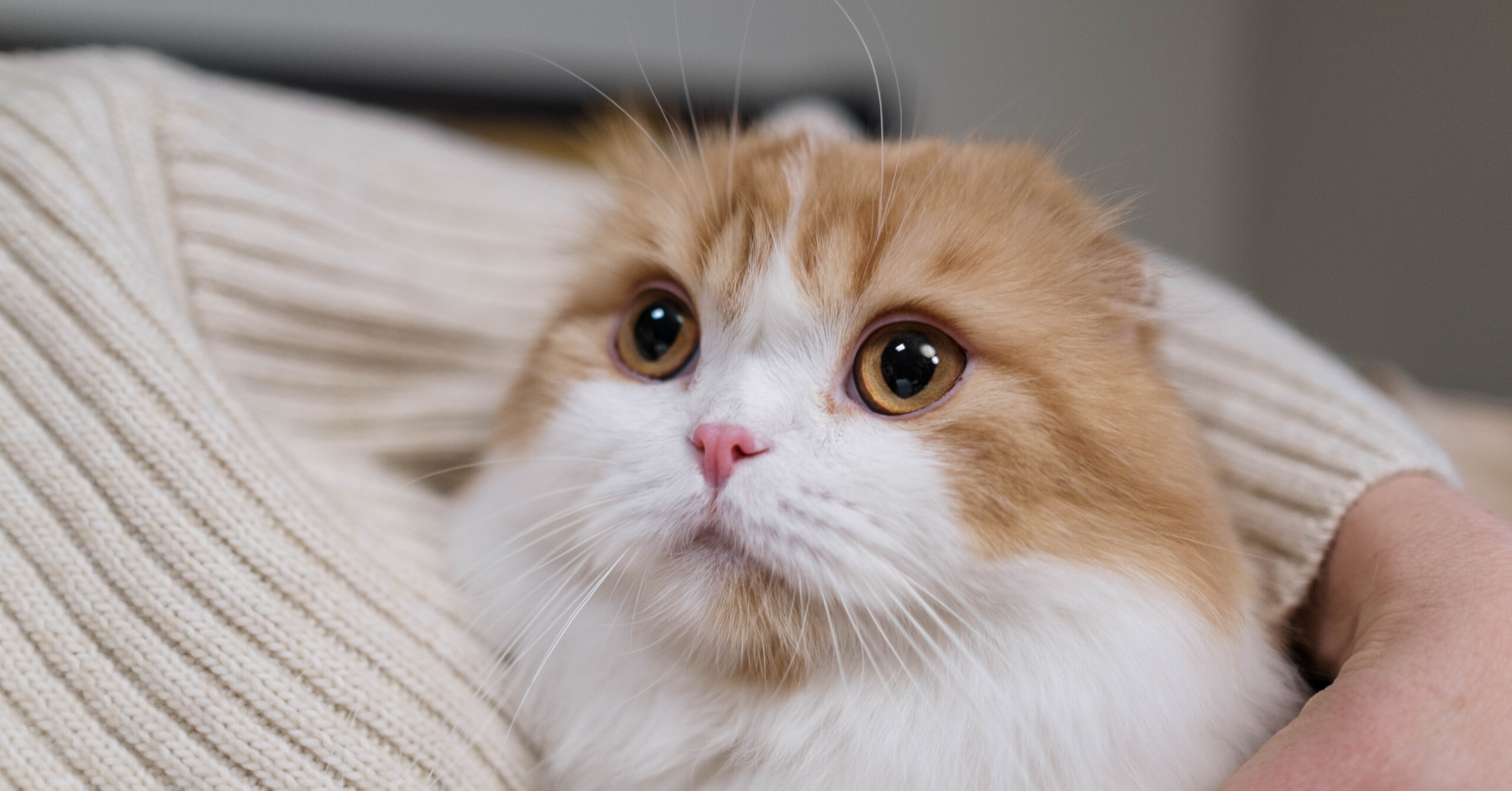 Verzorging van een Schotse Vouwoorkat, waar moet je opletten?