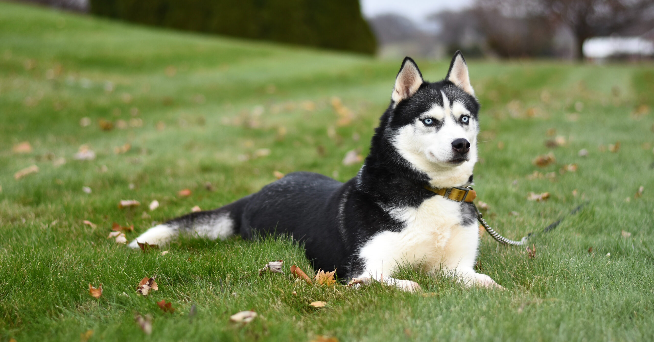 Wat is het karakter van een Siberische Husky?
