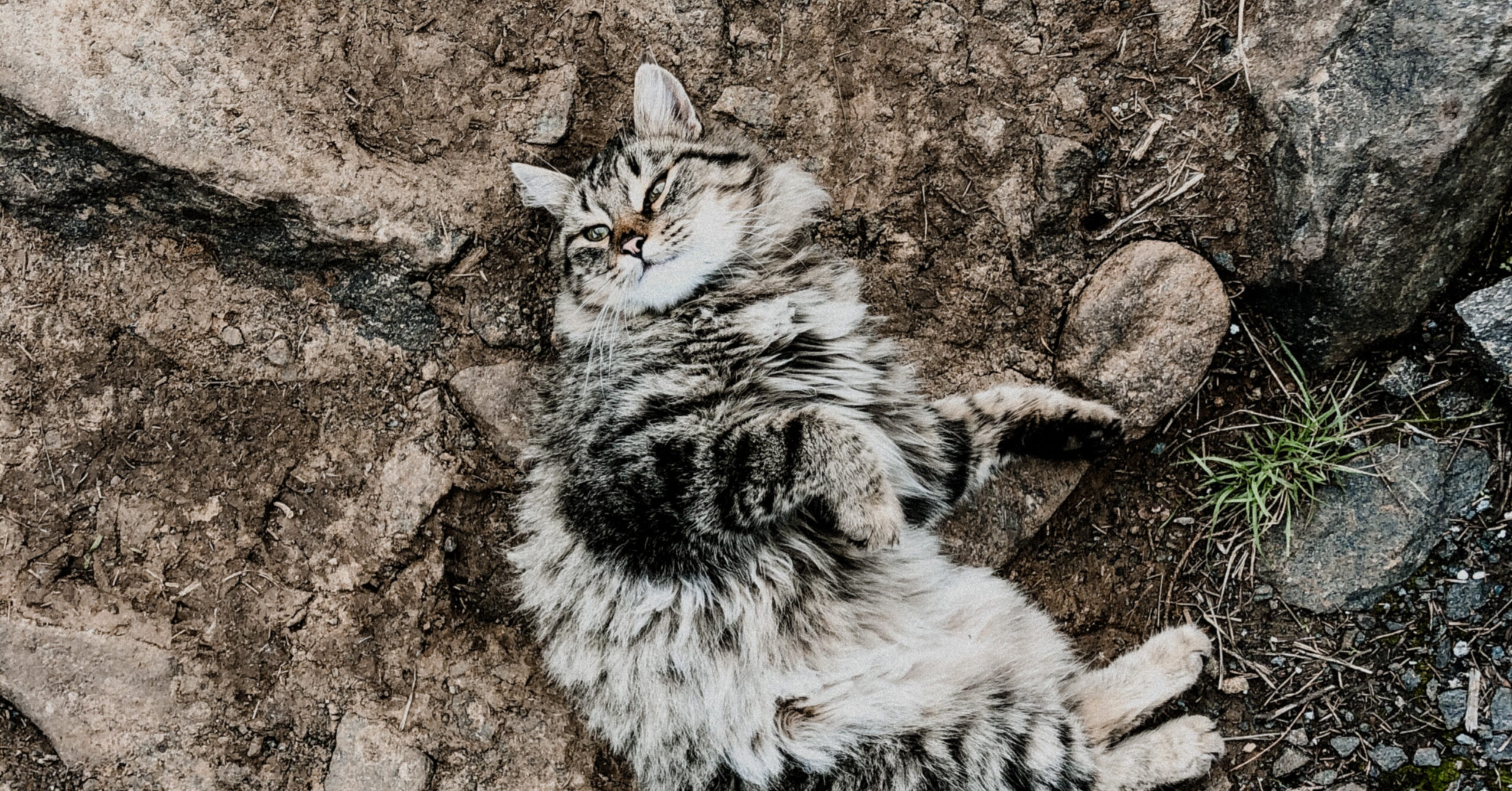 Wat is het karakter van een Siberische kat?