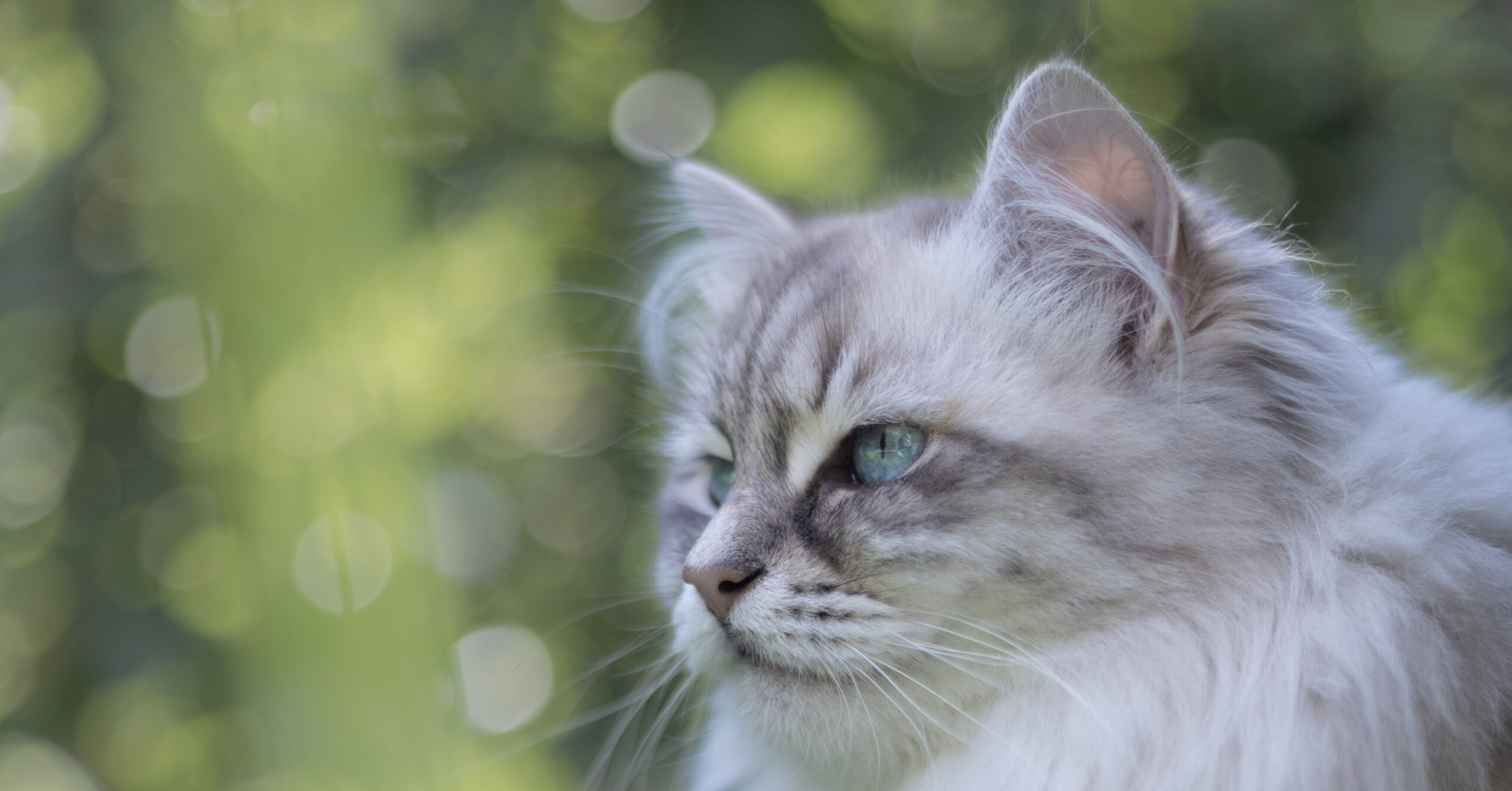 Verzorging van een Siberische kat, waar moet je opletten?