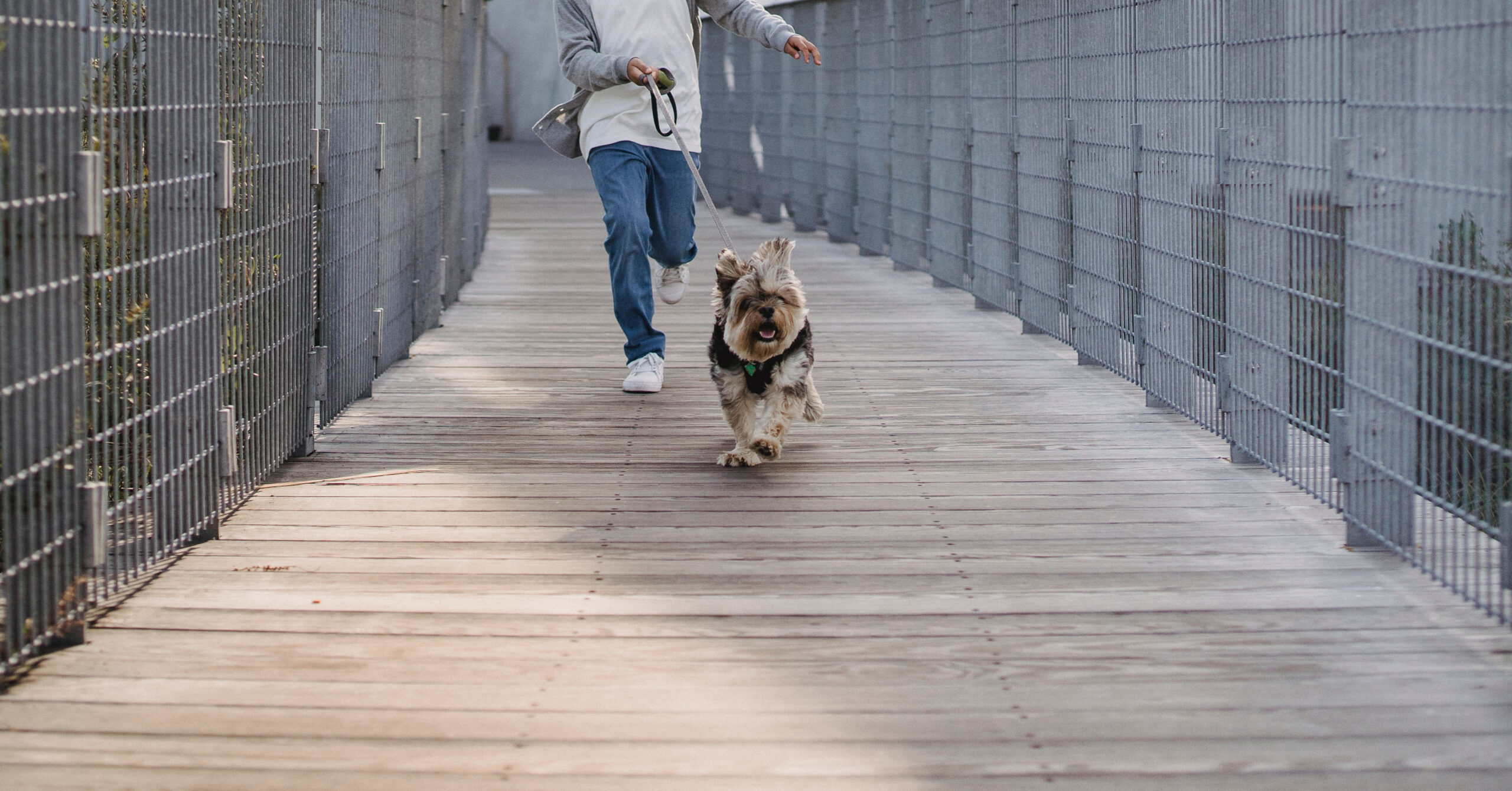 Wat is het karakter van een Yorkshire Terriër?