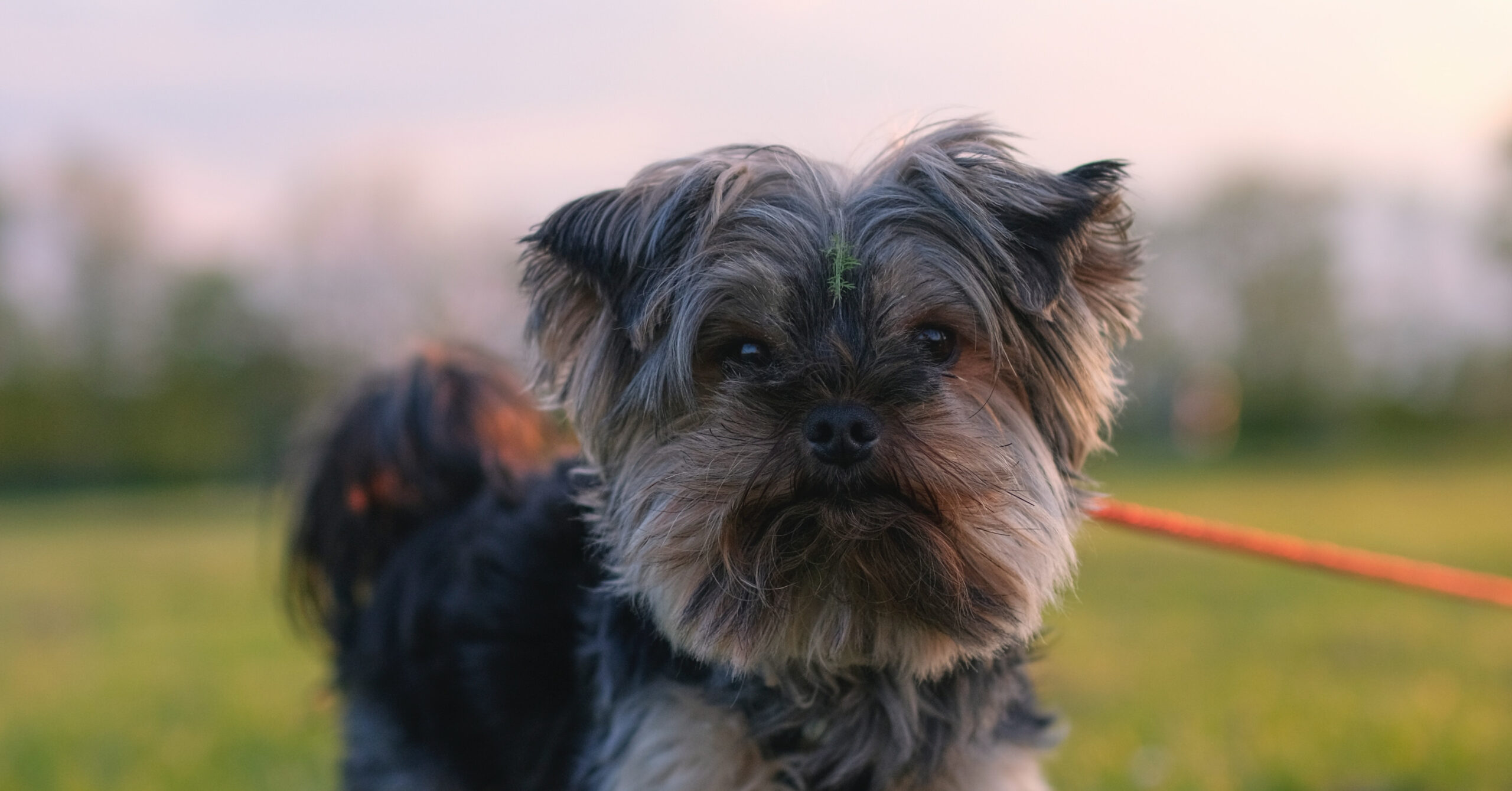 Verzorging van een Yorkshire Terriër, waar moet je op letten?